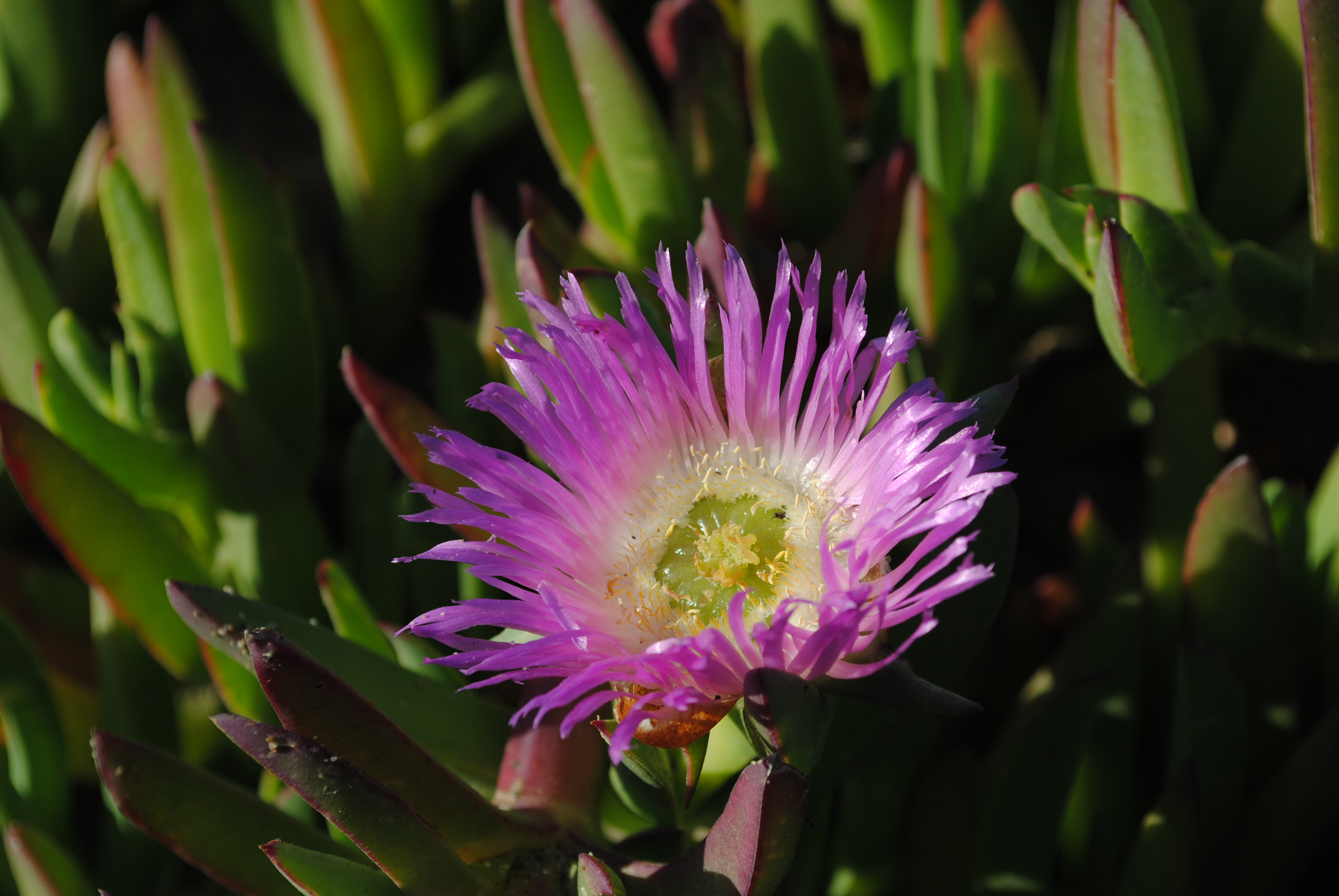 IcePlant