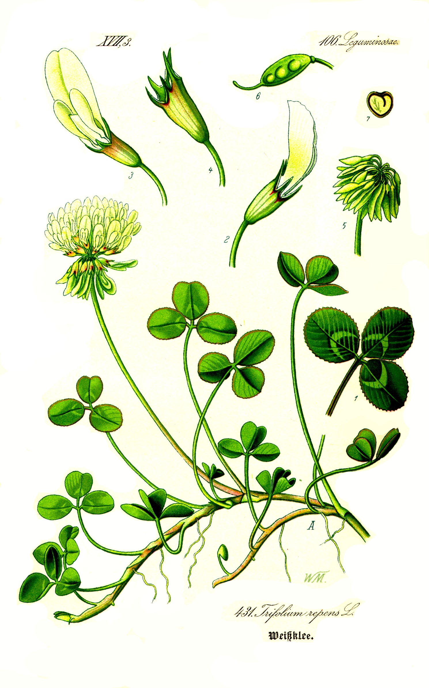 Illustration Trifolium repens1
