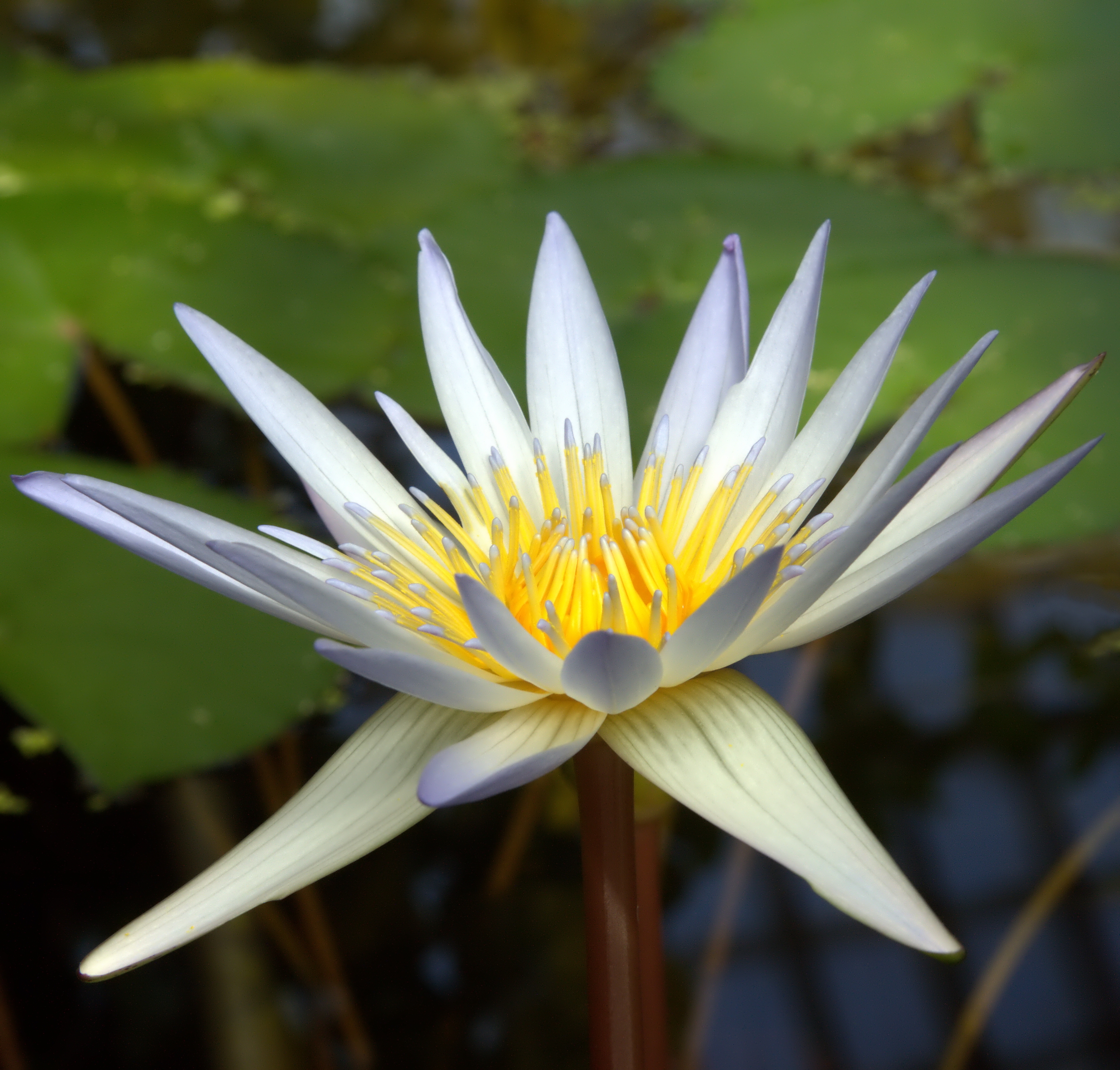 IMG 0265-3-Nymphaea × daubenyana