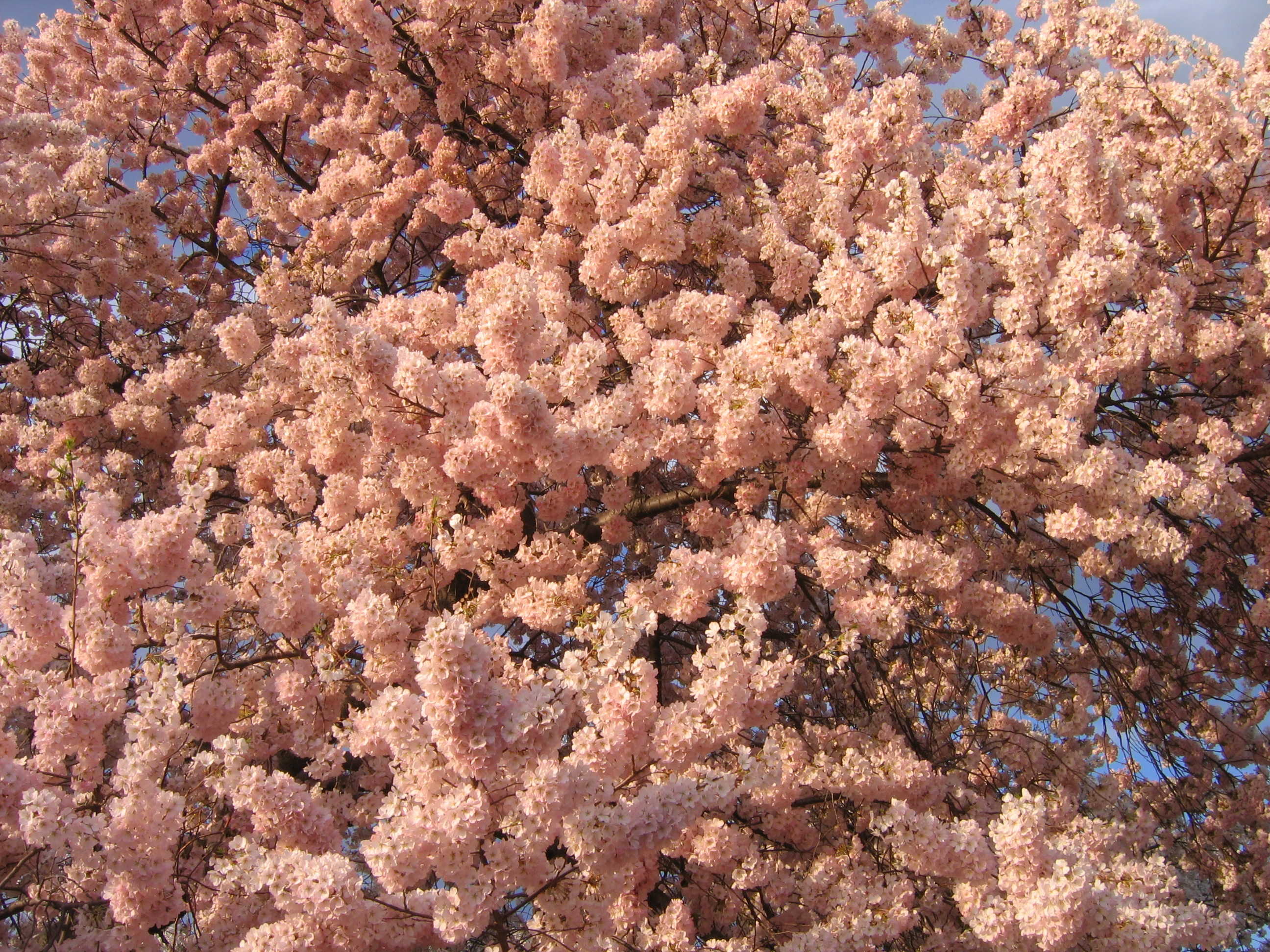 IMG 2388 - Washington DC - Tidal Basin - Cherry Blossoms