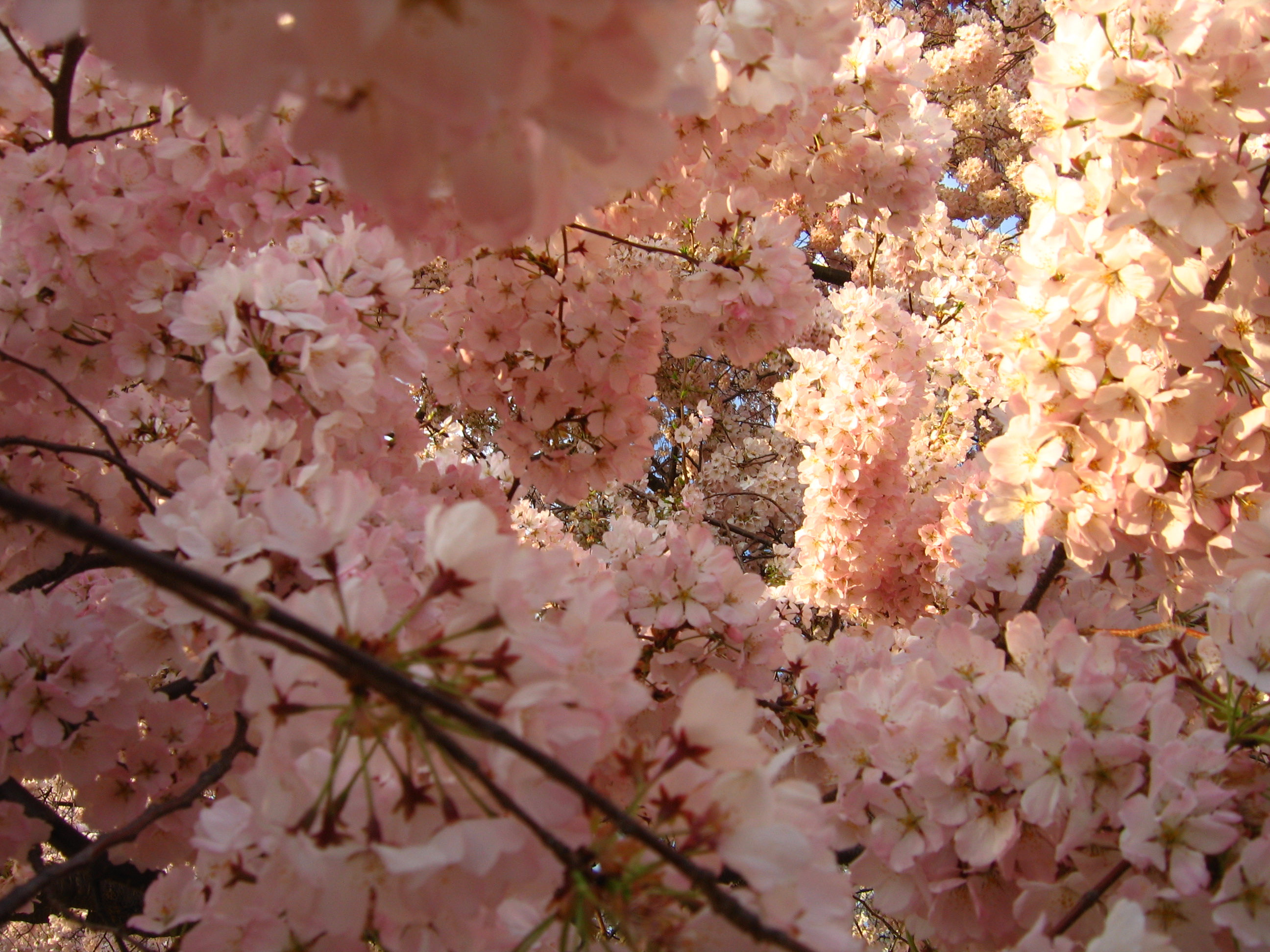 IMG 2403 - Washington DC - Tidal Basin - Cherry Blossoms