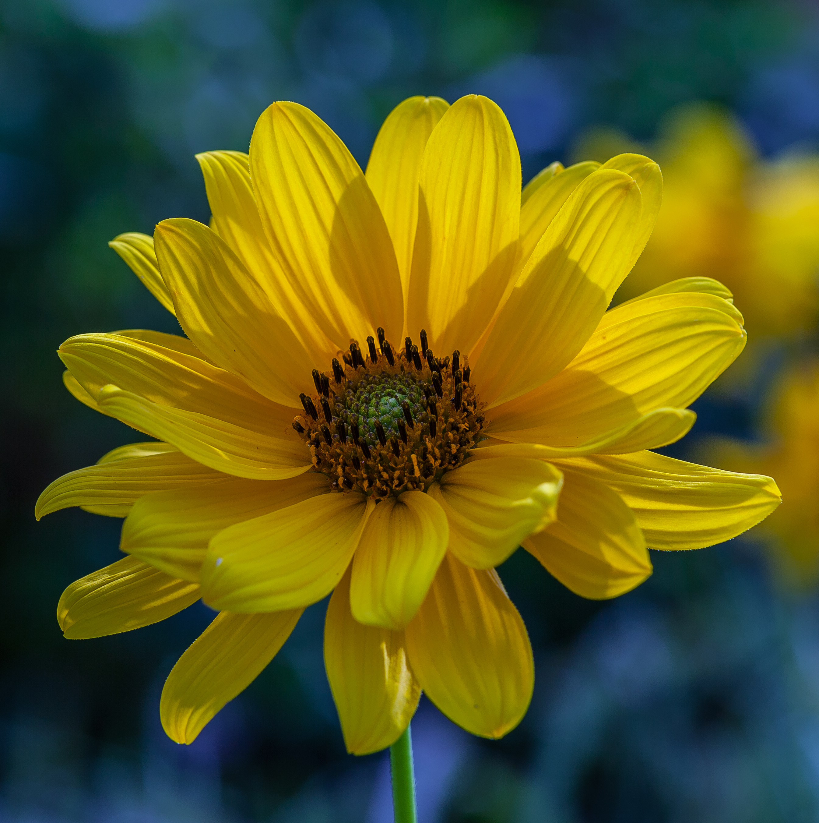 IMG Arnica 8587