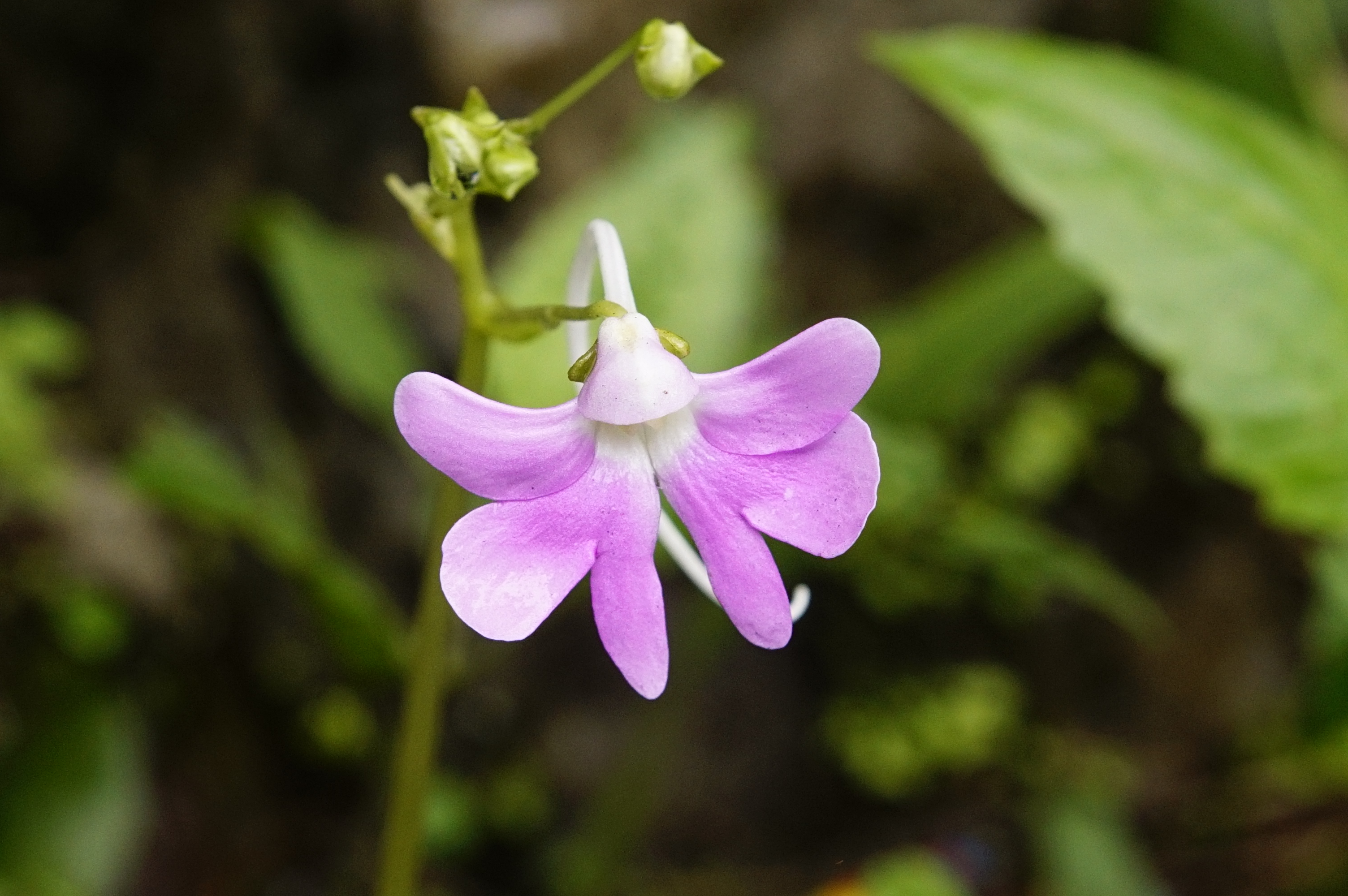 Impatiens acaulis 9821