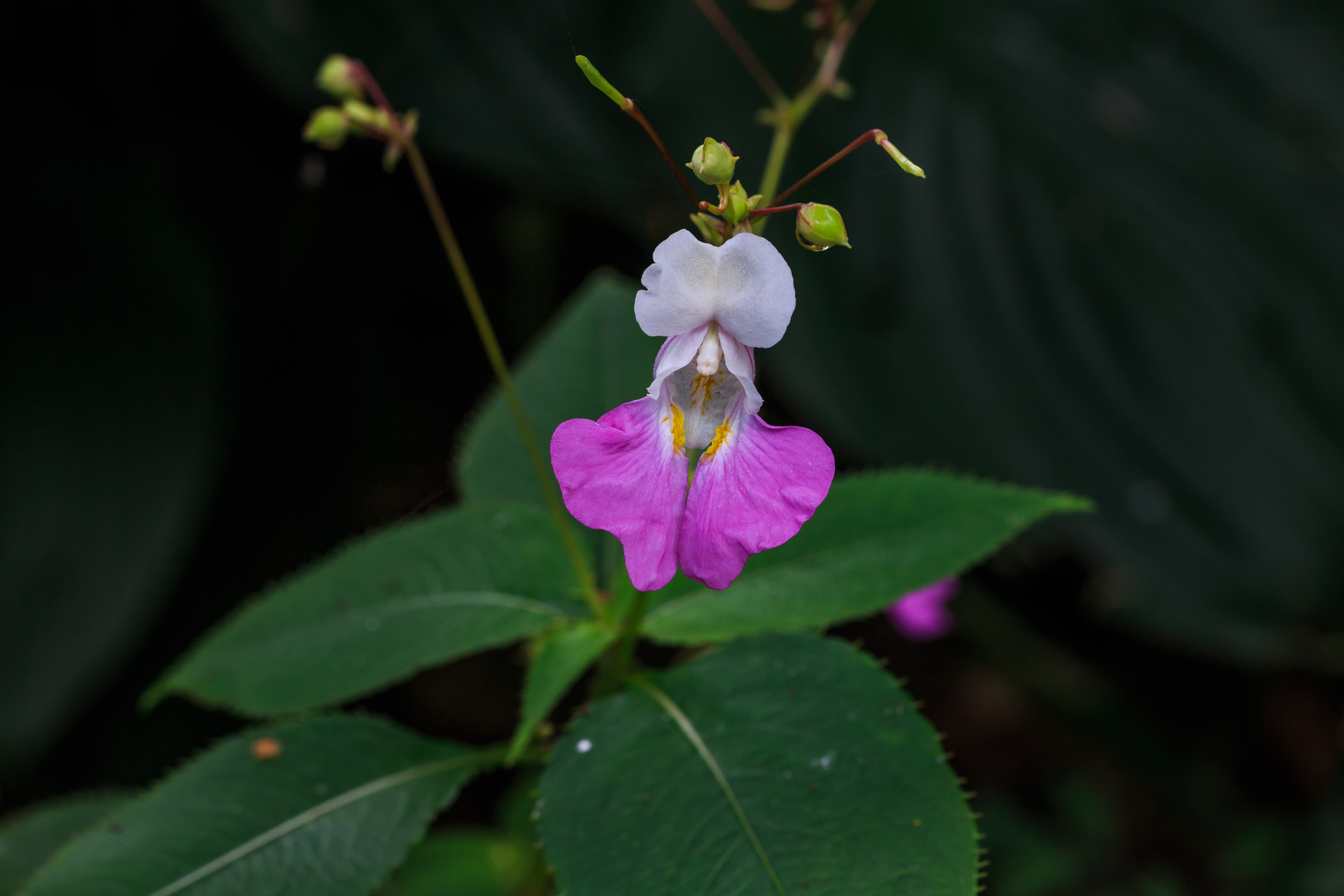 Impatiens balfourii 002