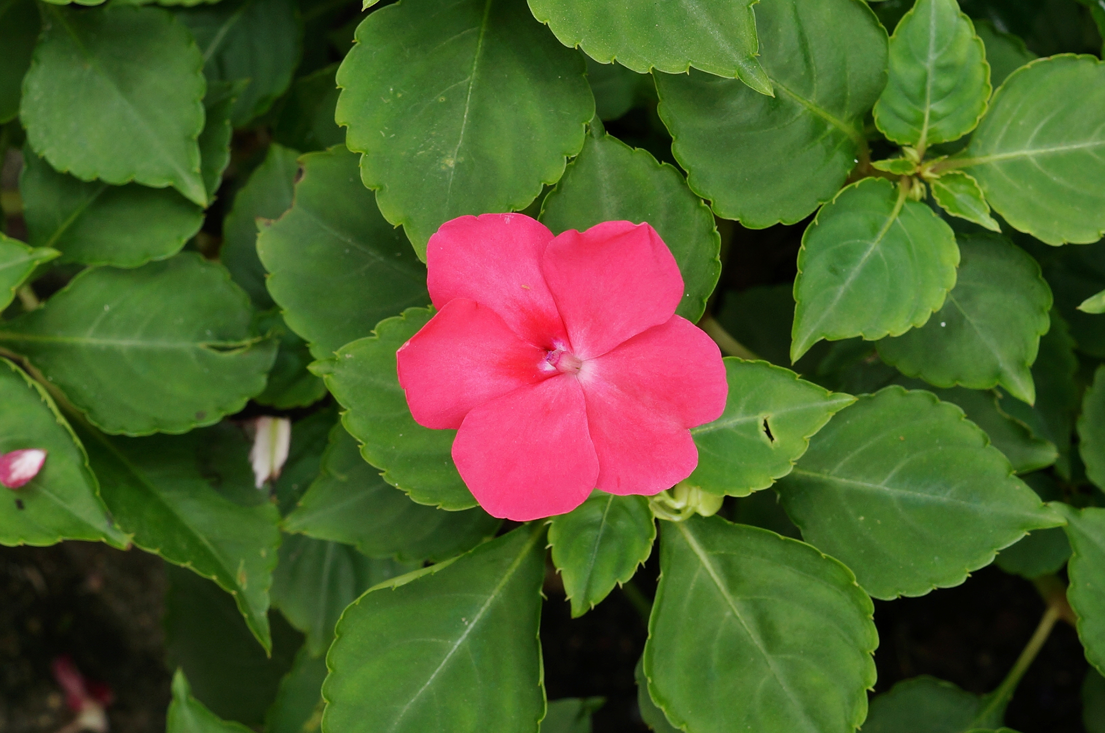 Impatiens walleriana 01