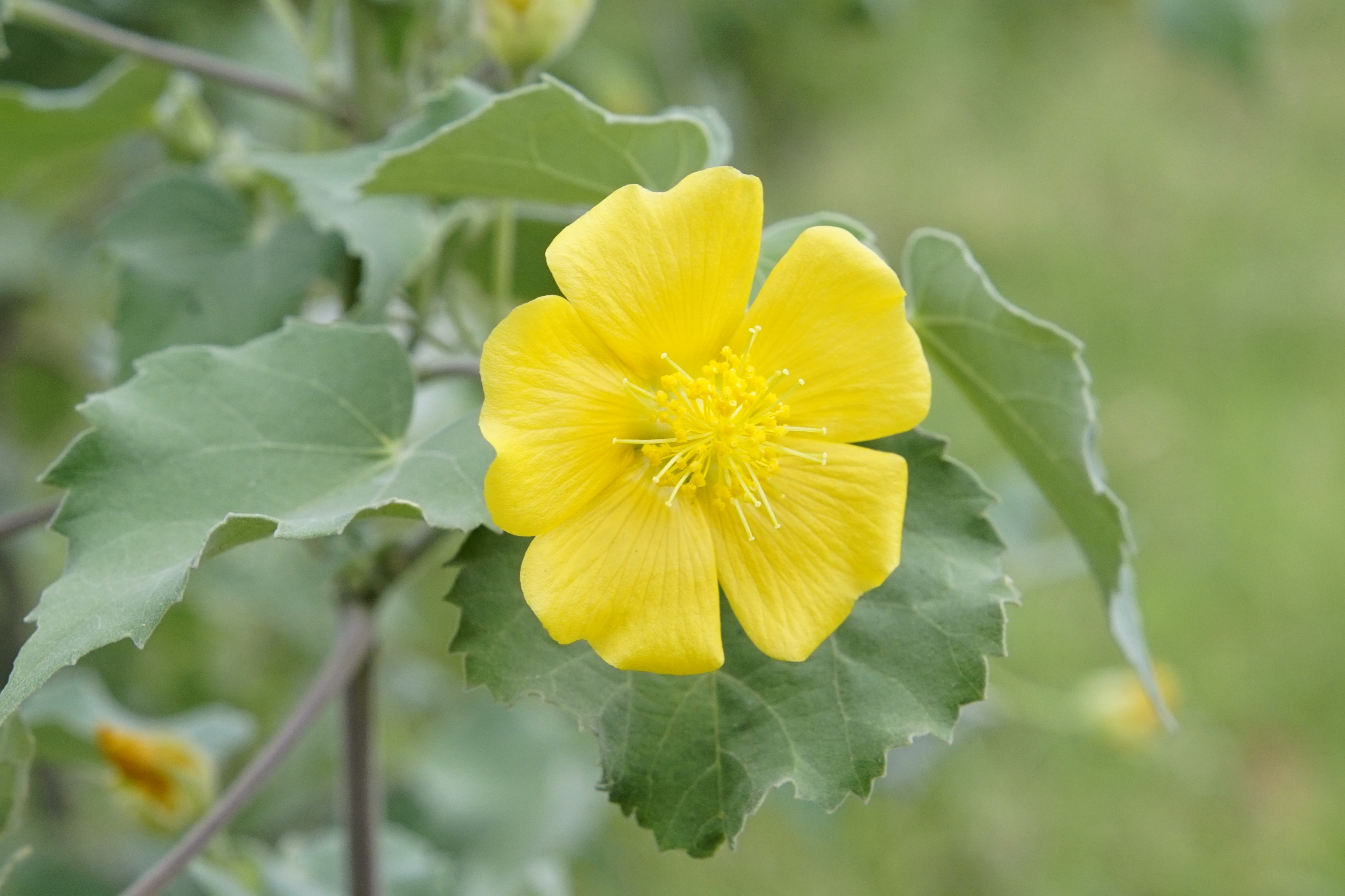 Indian abutilon Abutilon indicum 3268