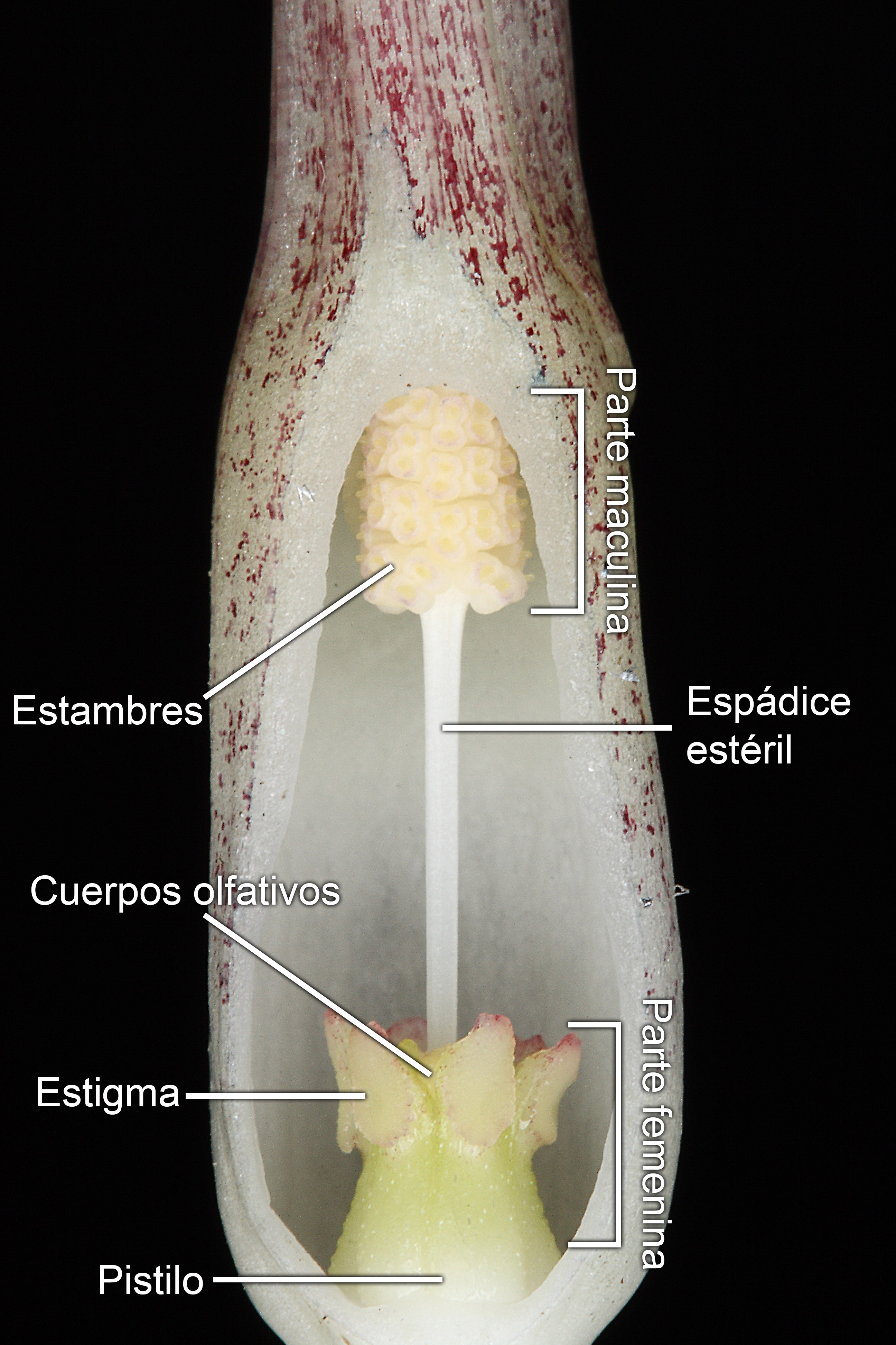 Inflorescencia