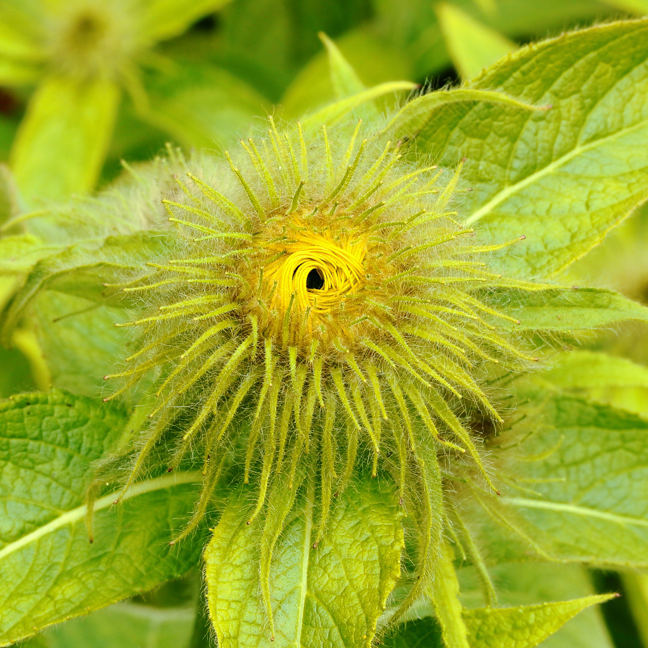 Inula hookeri (2018) 01