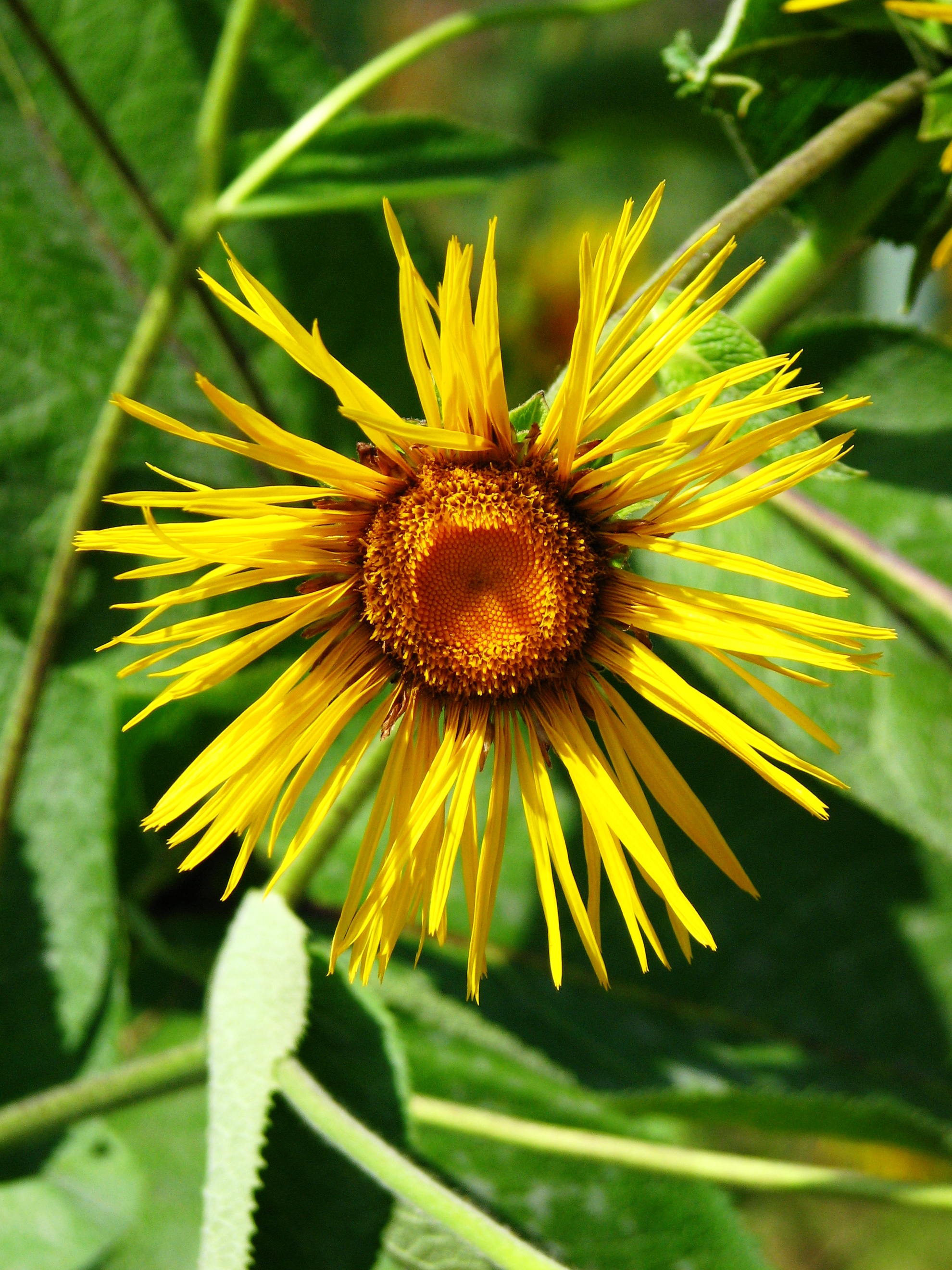 Inula magnifica 01
