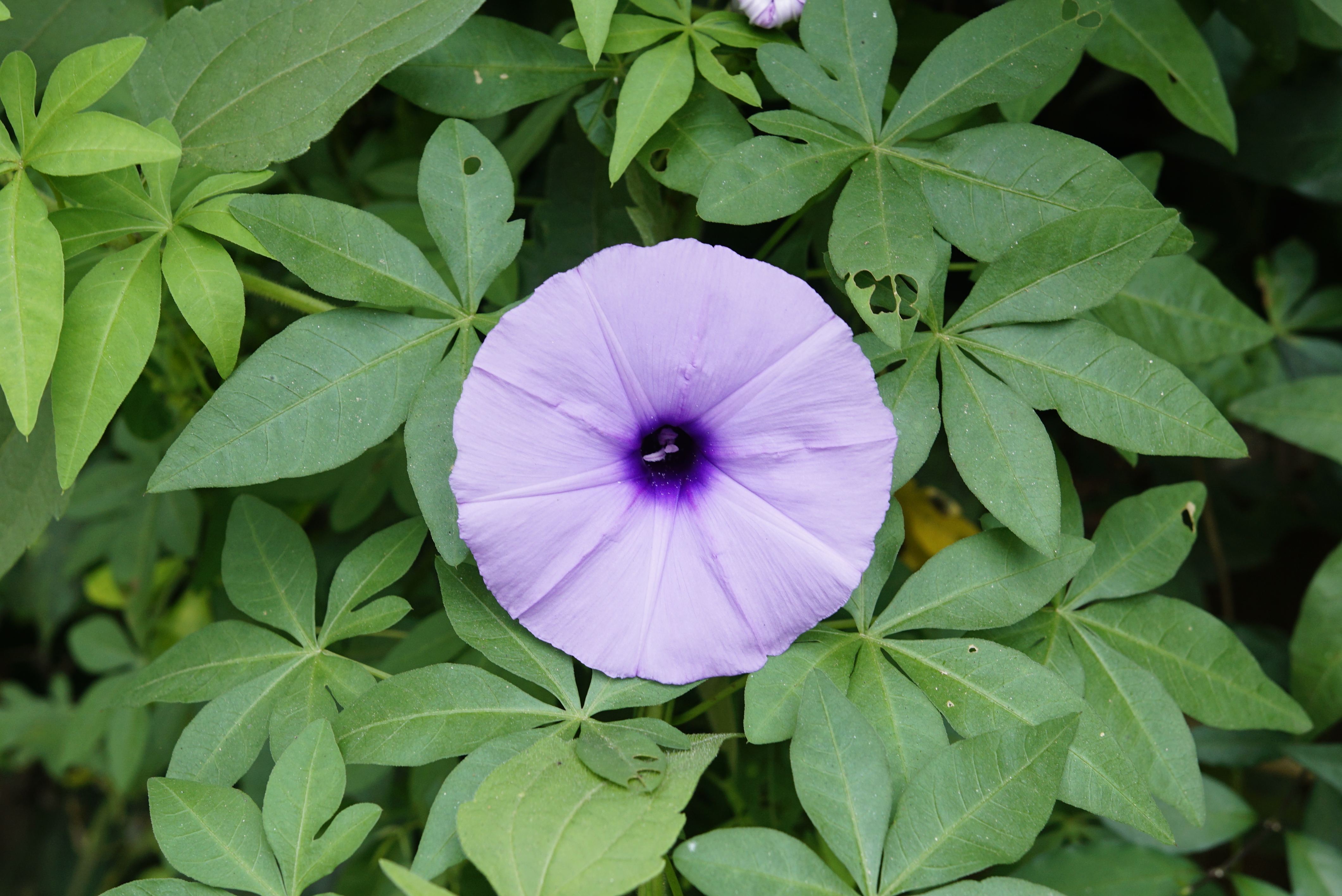 Ipomoea 0049