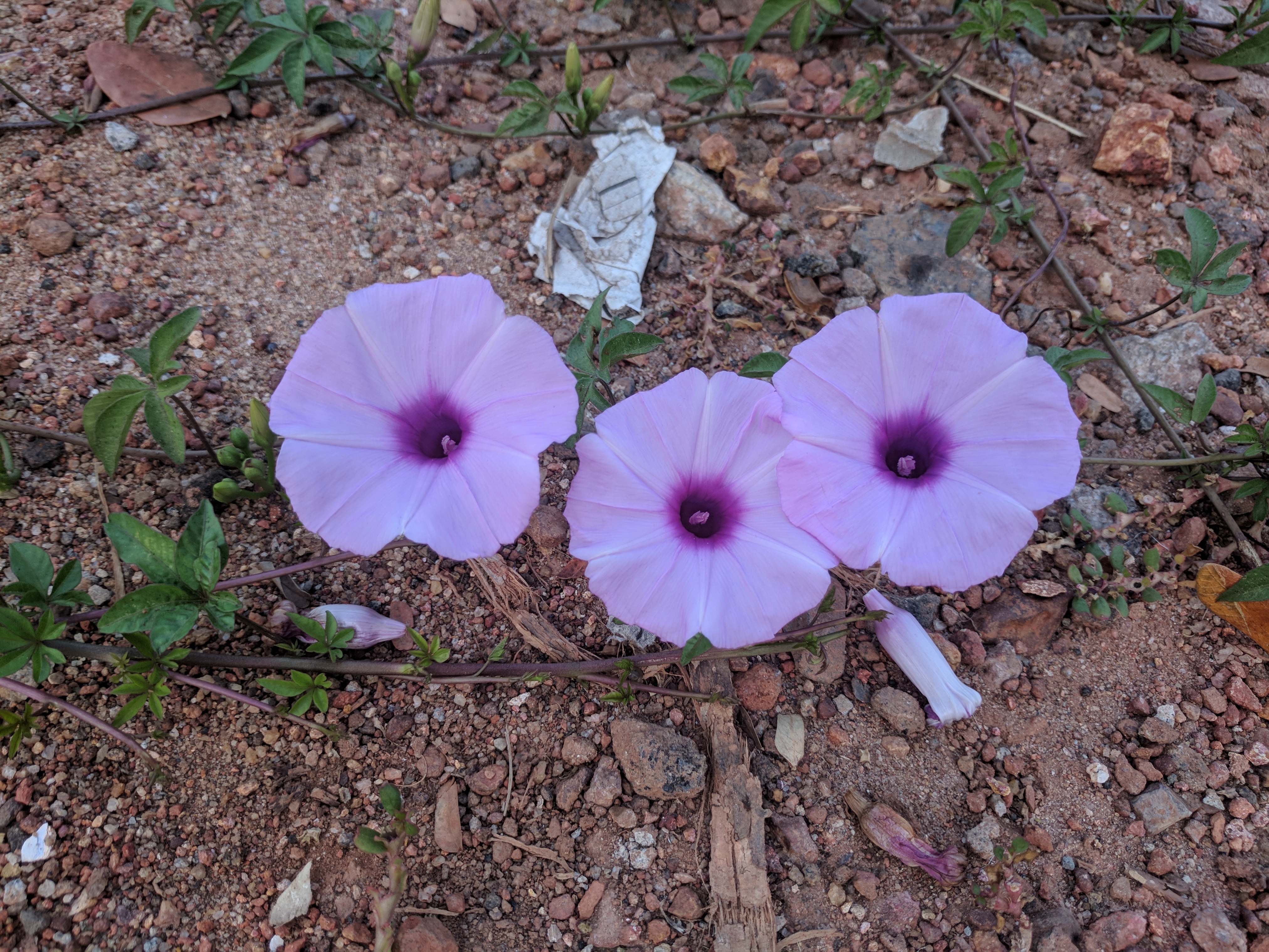 Ipomoea cairica 58