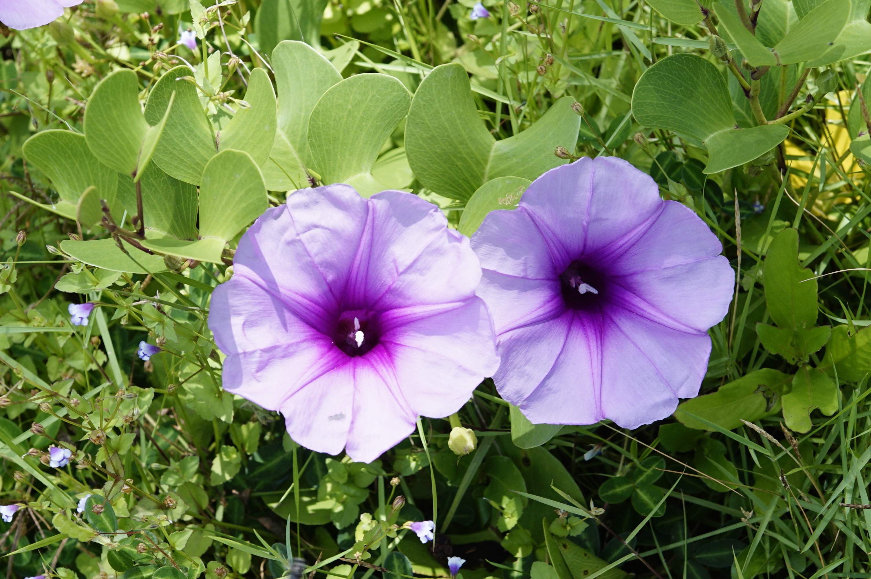 Ipomoea pes-caprae 1282
