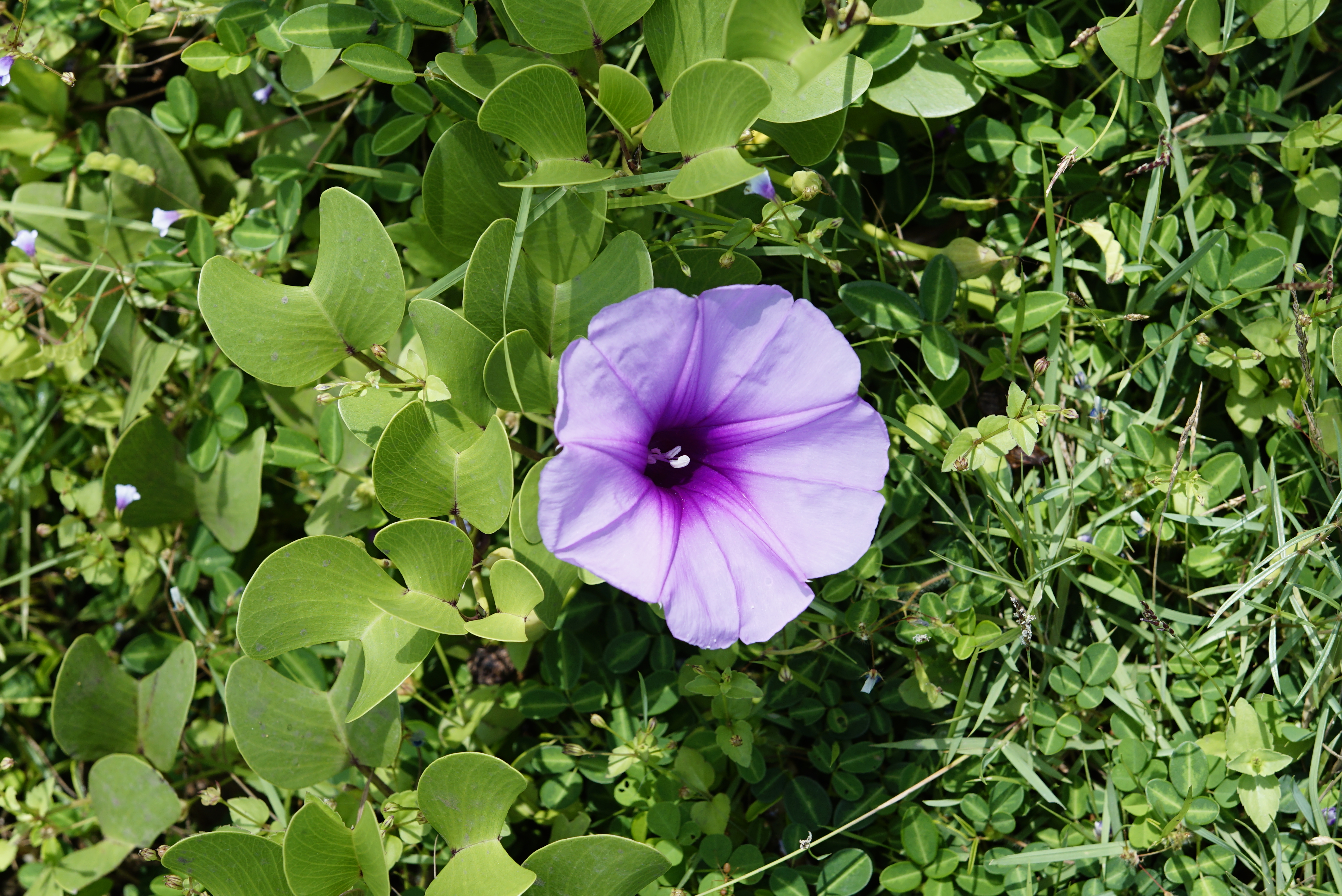 Ipomoea pes-caprae 1293