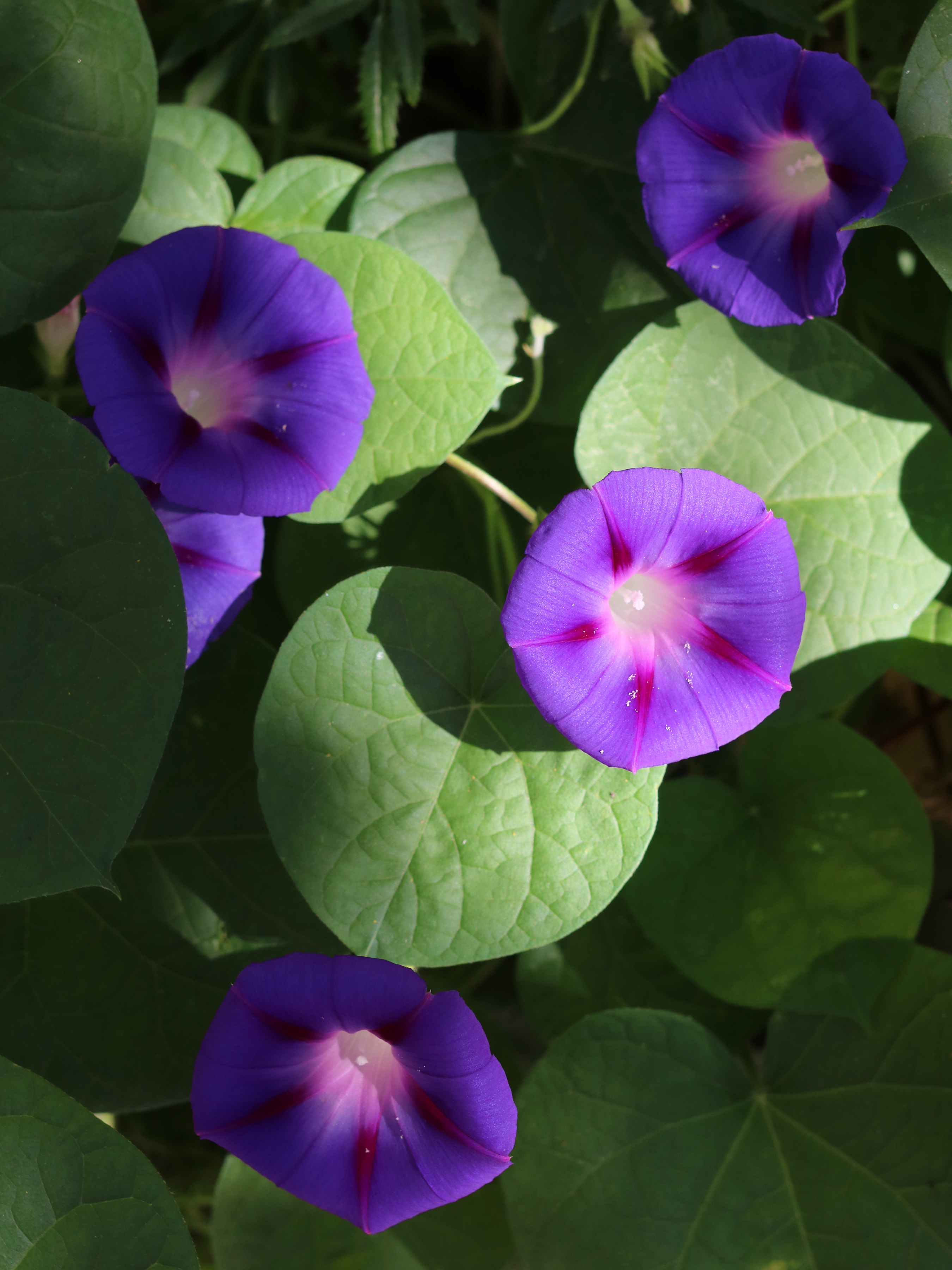 Ipomoea purpurea 2016 G1