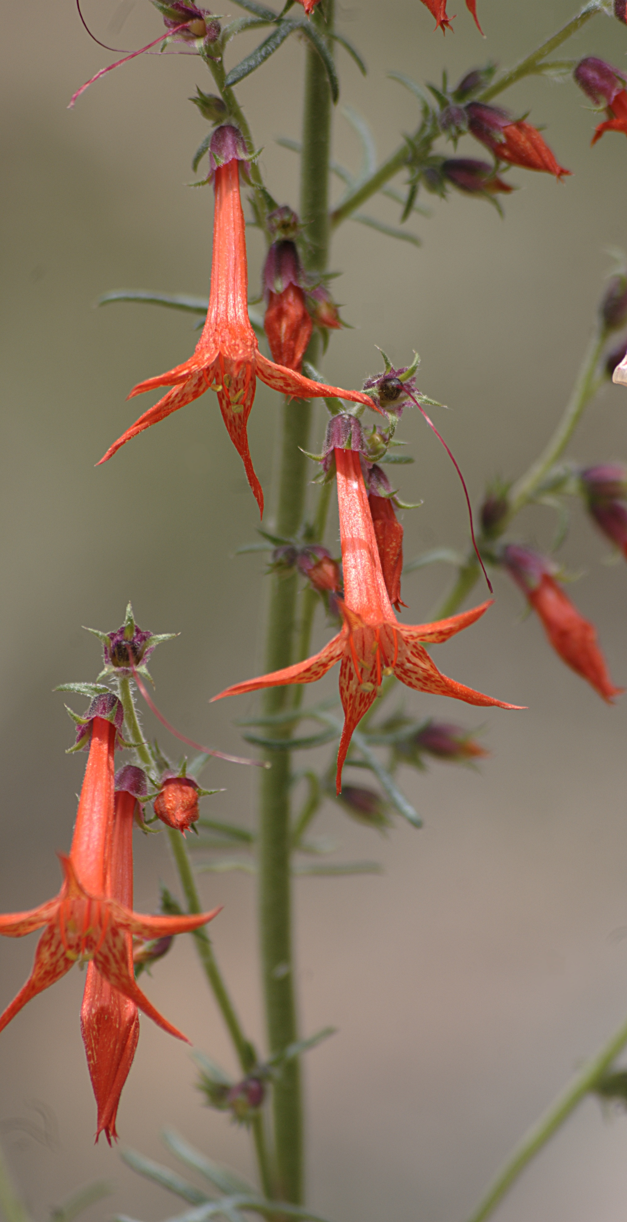 Ipomopsis aggregata flora