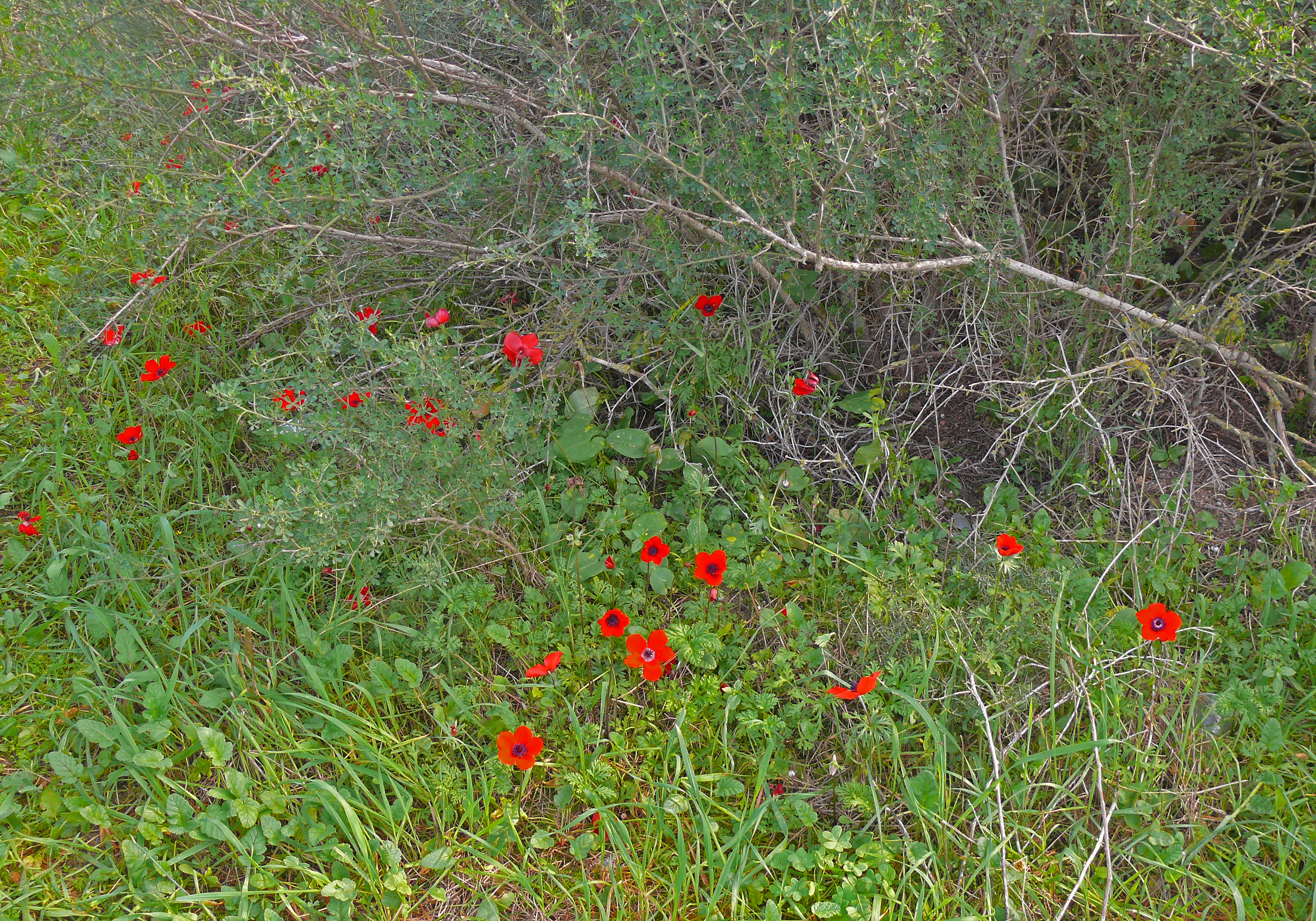 Iris-Hill-Anemones-001