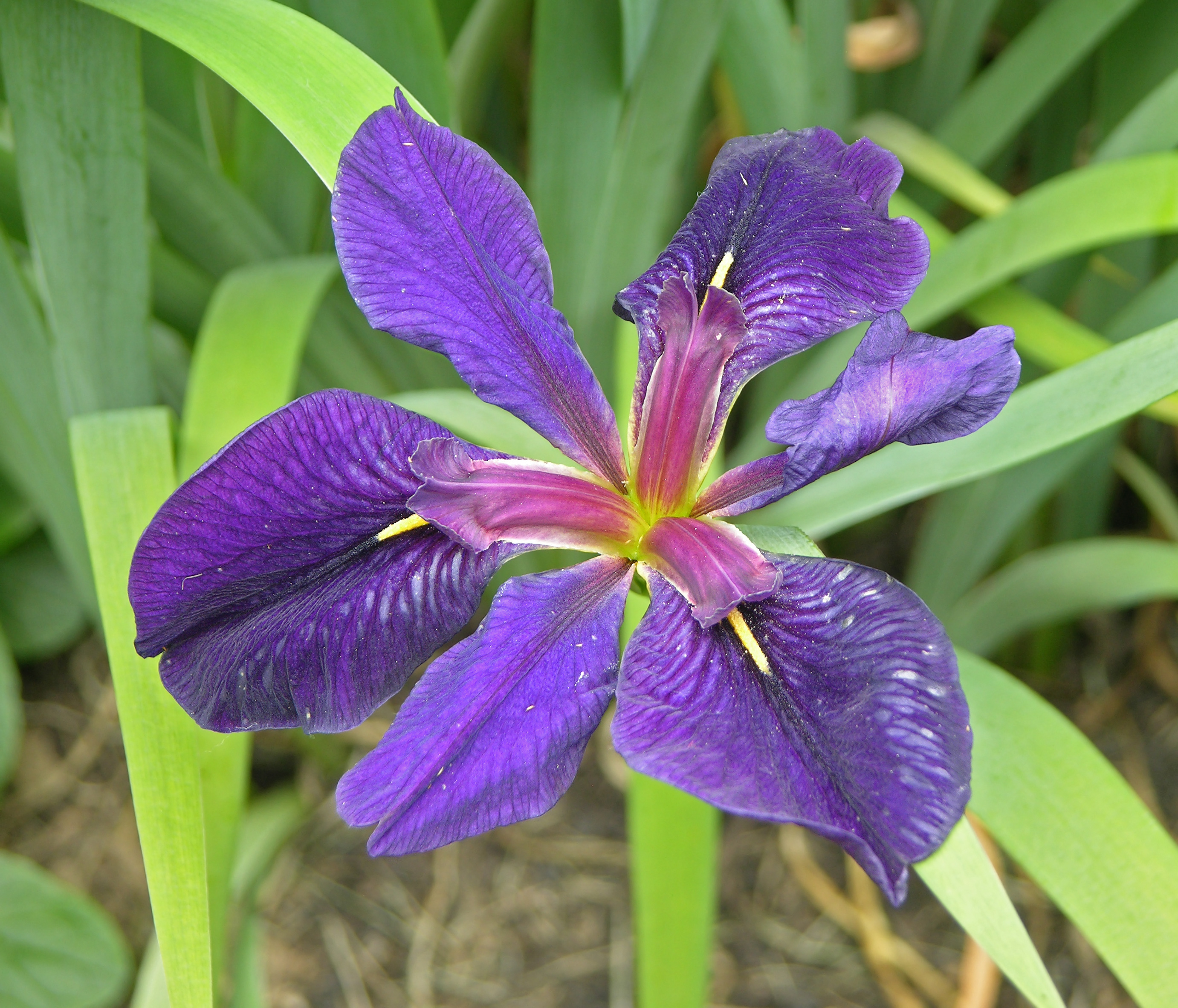 Iris 'Black Gamecock' Flower 2763px