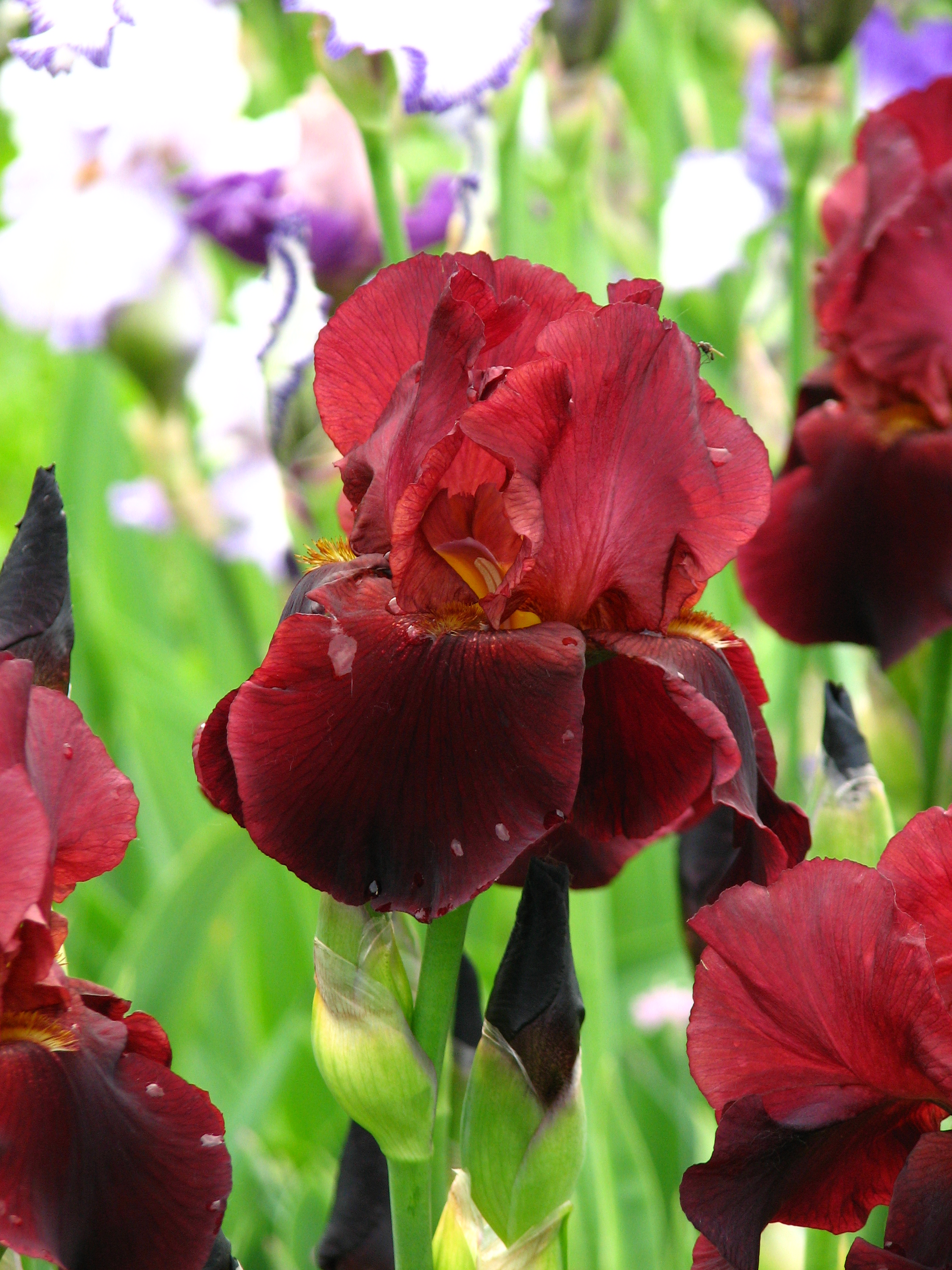 Iris 'Spartan' 01