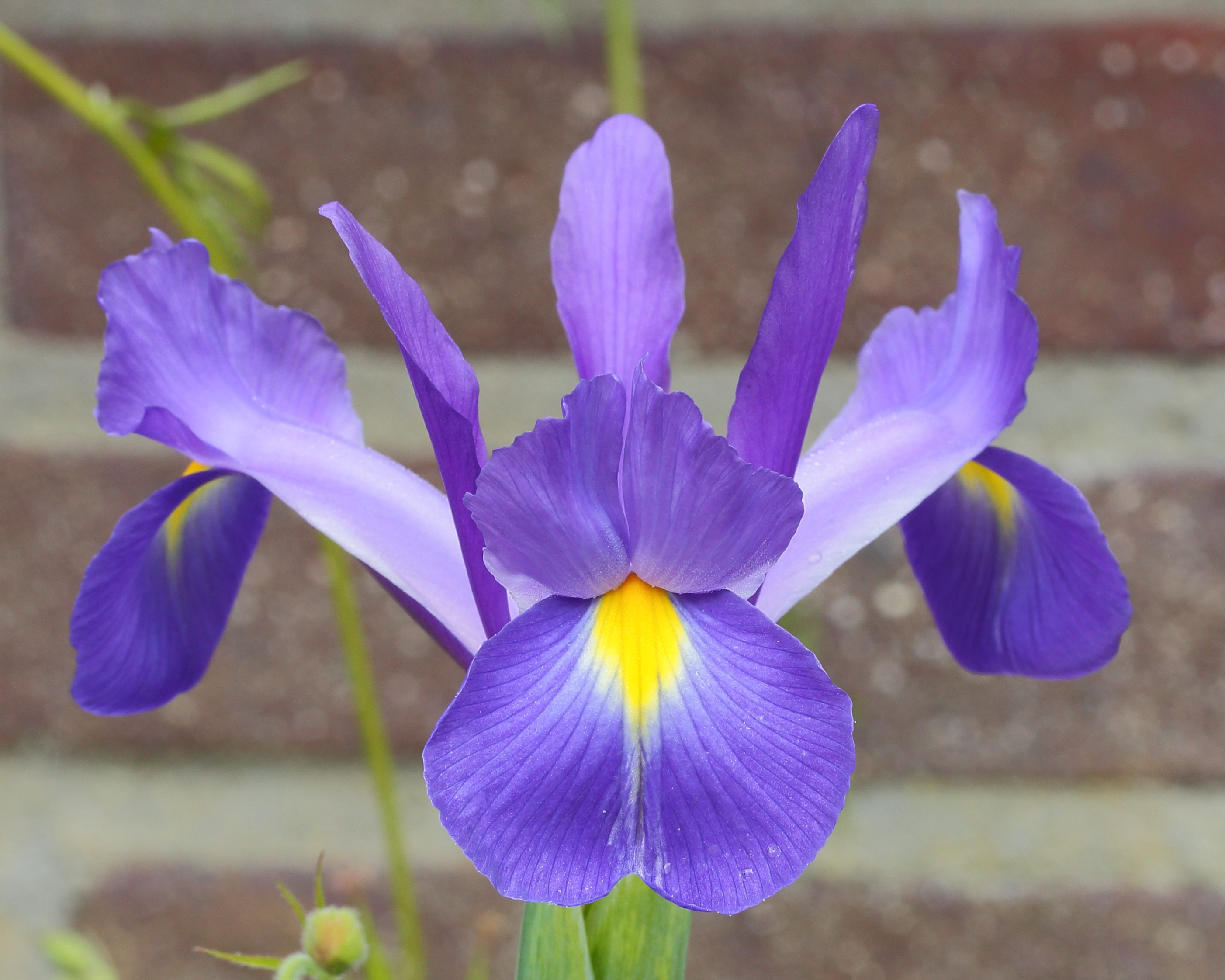 Iris (winterhard)