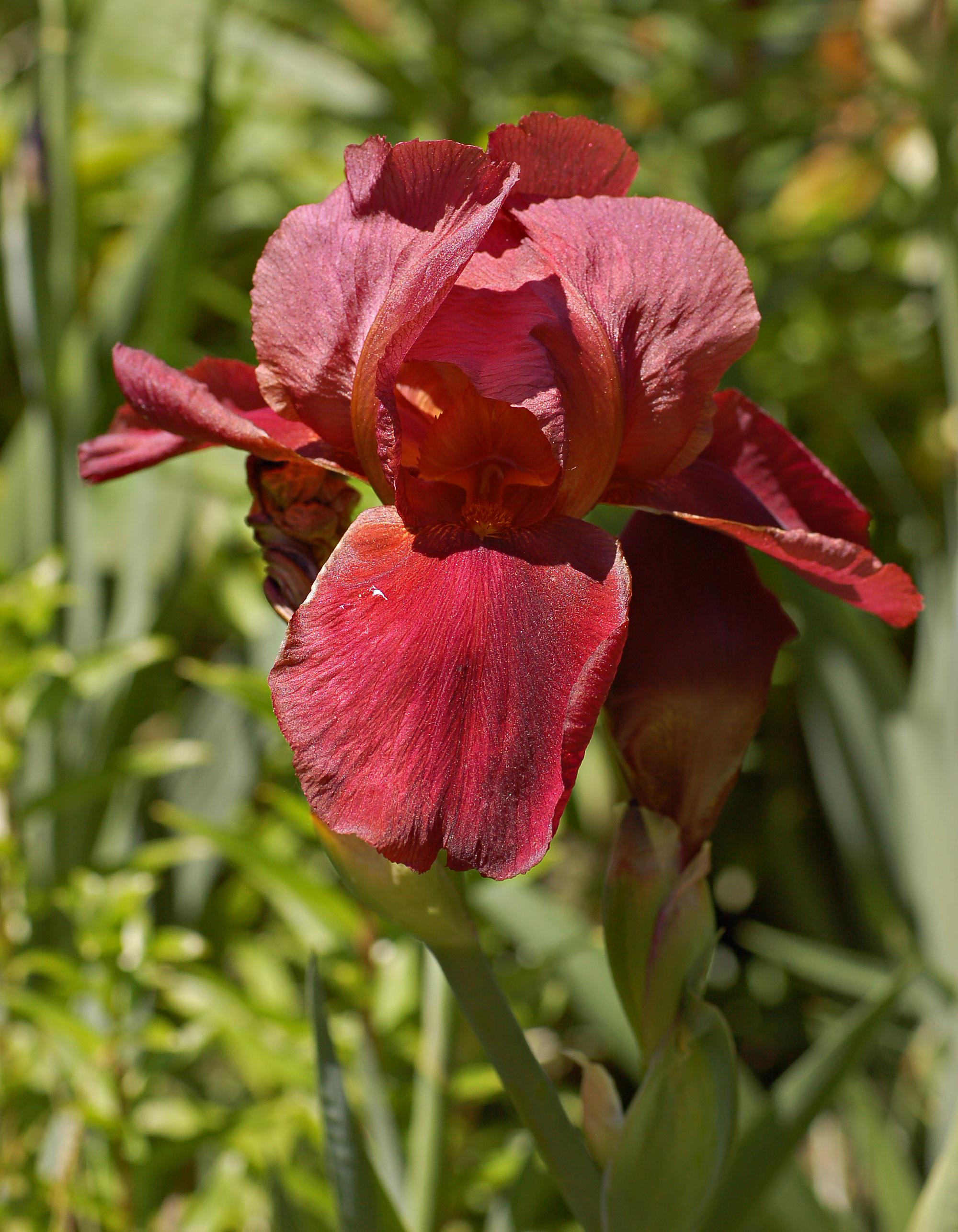 Iris cultivar Chanticleer Flower Solo