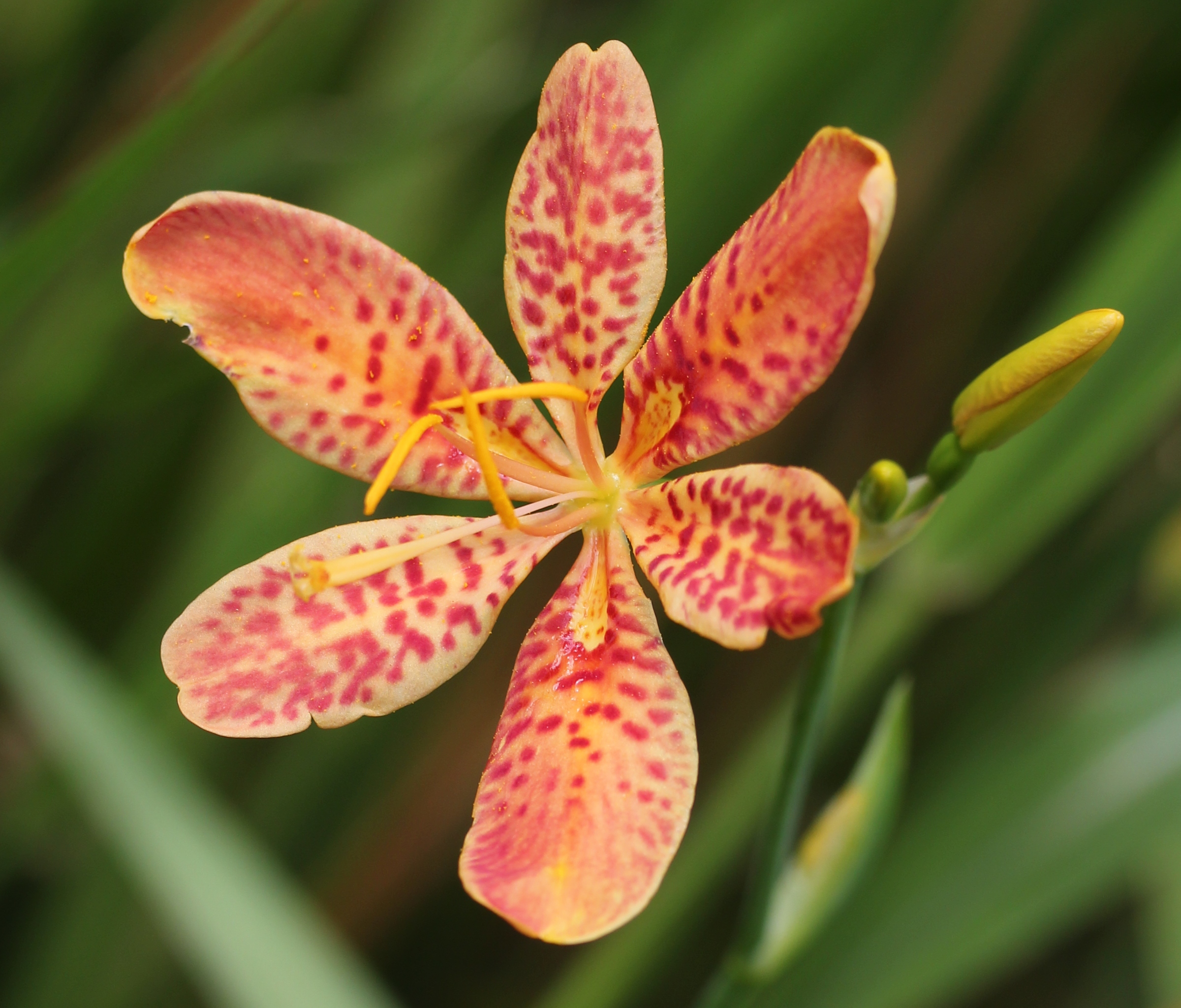 Iris domestica (flower)
