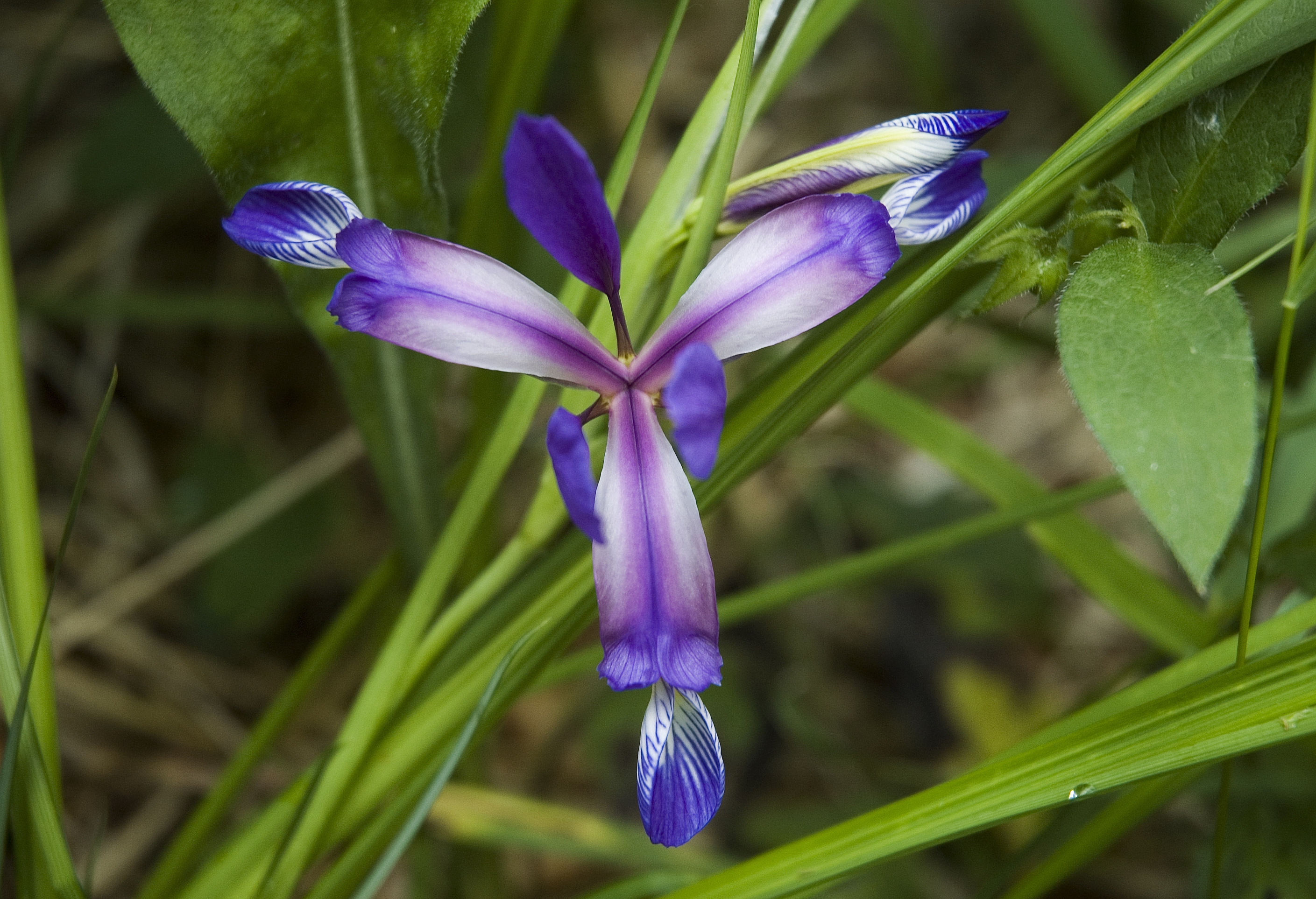 Iris graminea