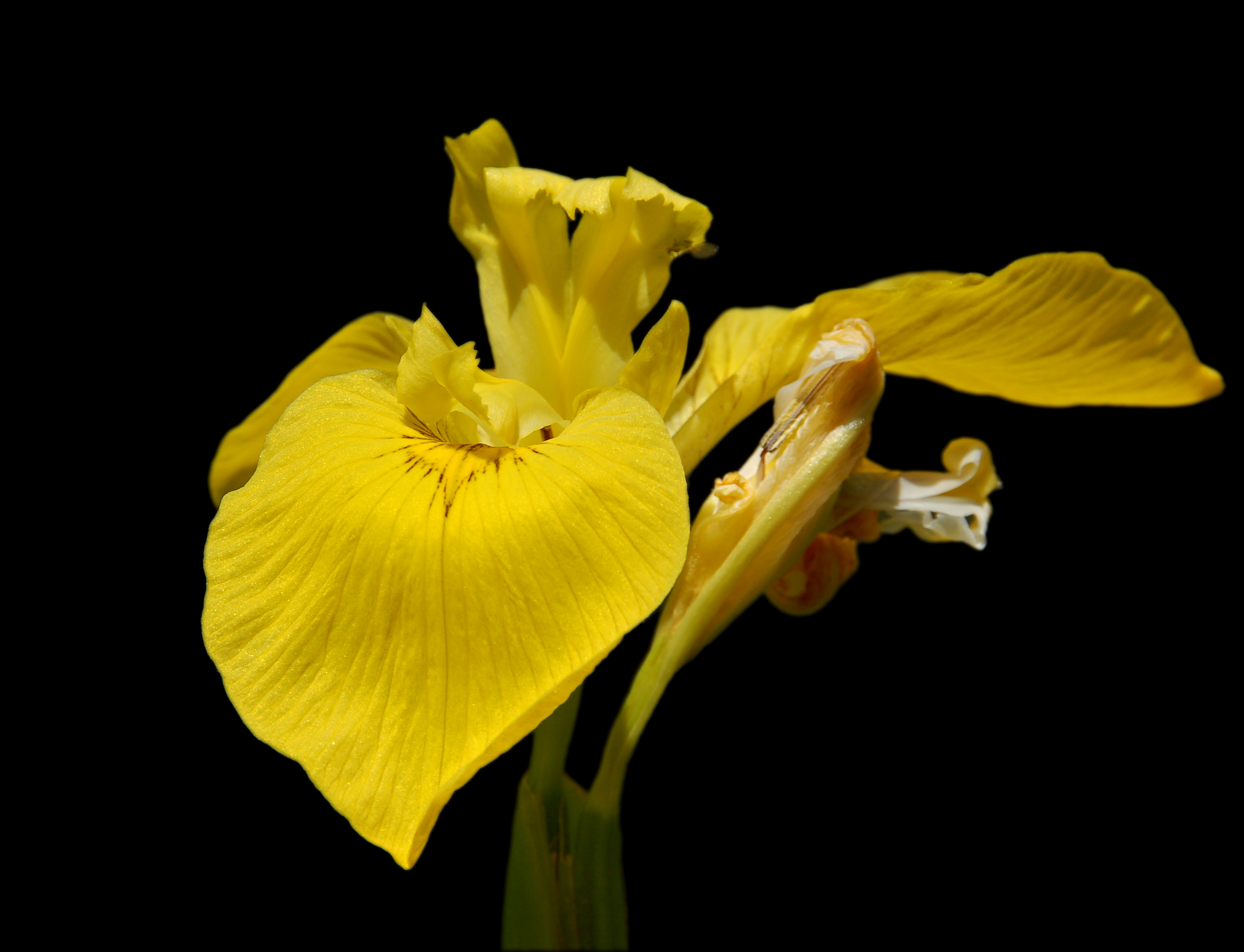 Iris pseudacorus (UN-0056-C) Left isolated on black