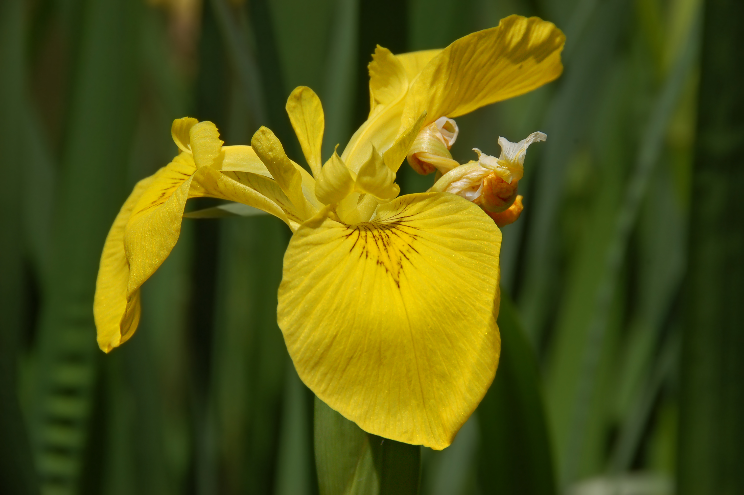 Iris pseudacorus (UN-0056-C) Right