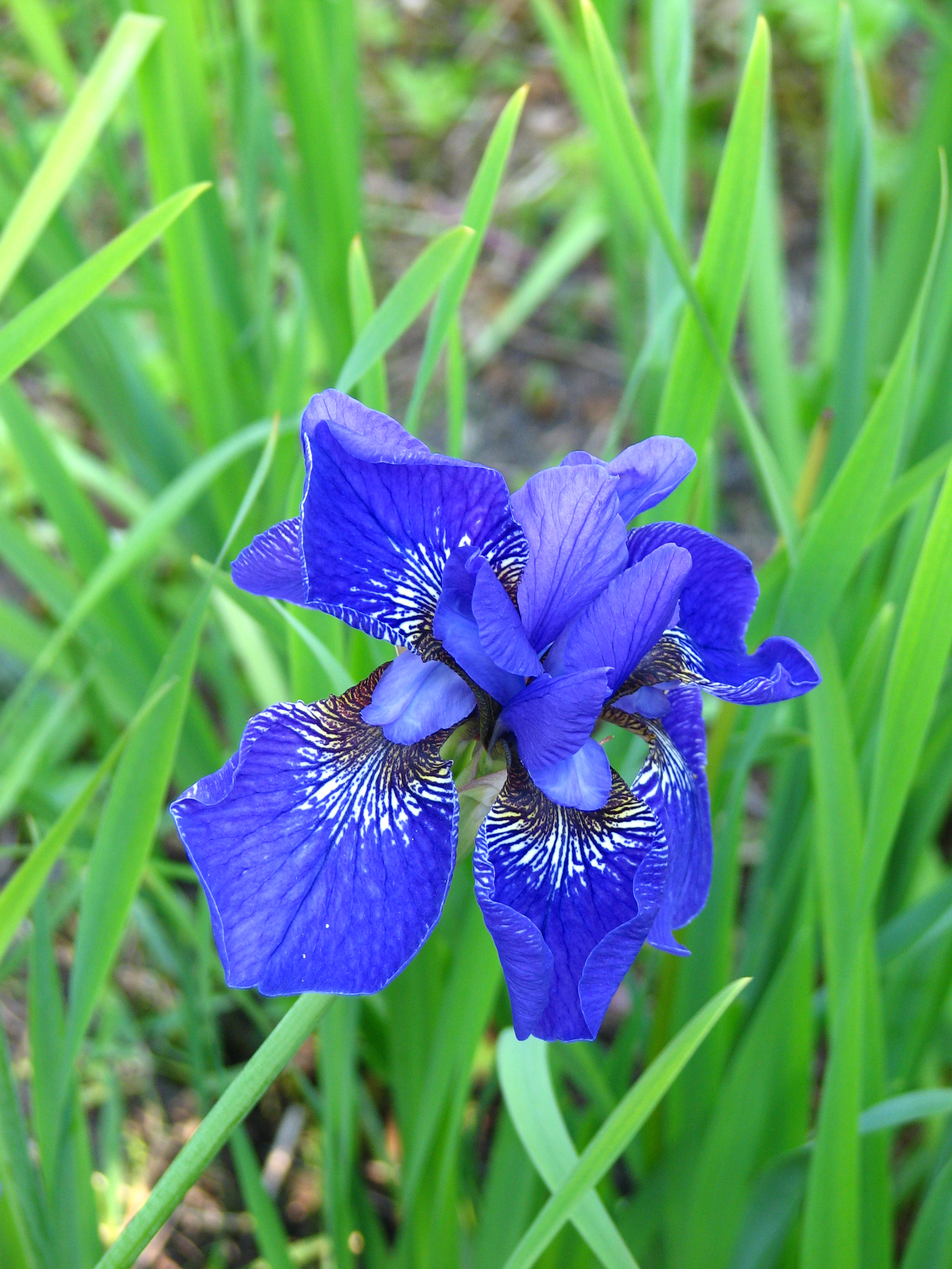 Iris sp. 01