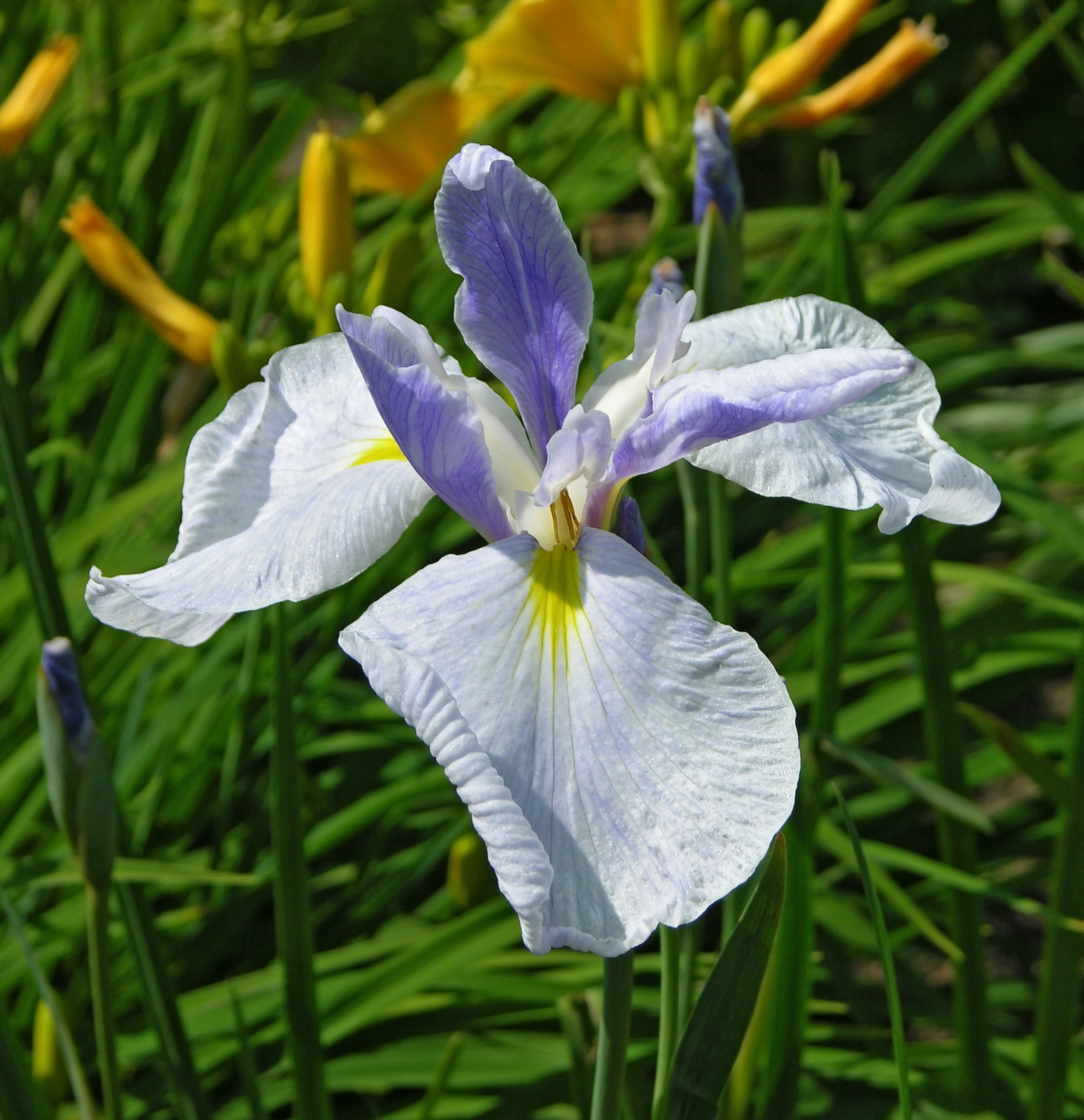 Iris spuria 'April's Birthday' 2197px