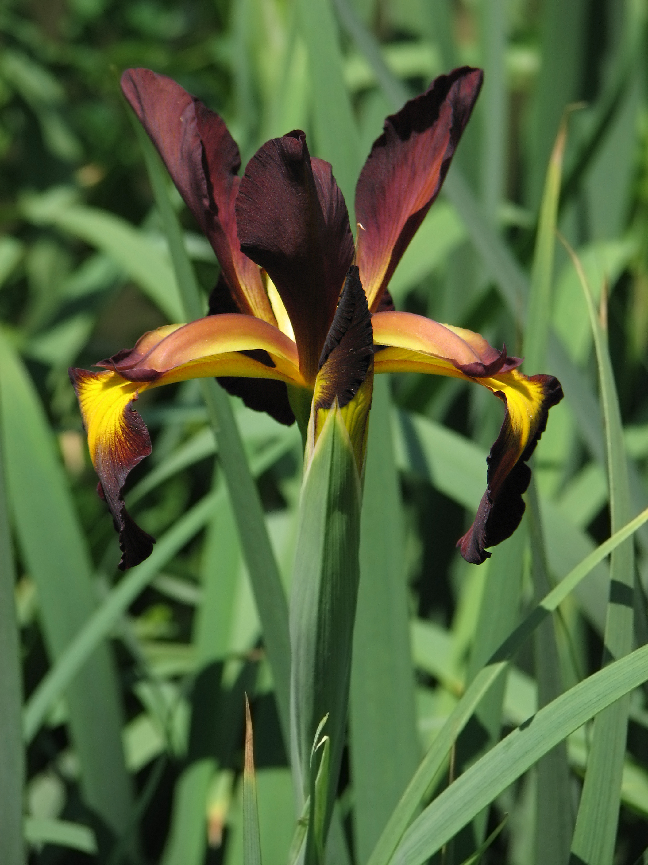 Iris spuria 'Cinnabar Red' (1999-352-B) Flower