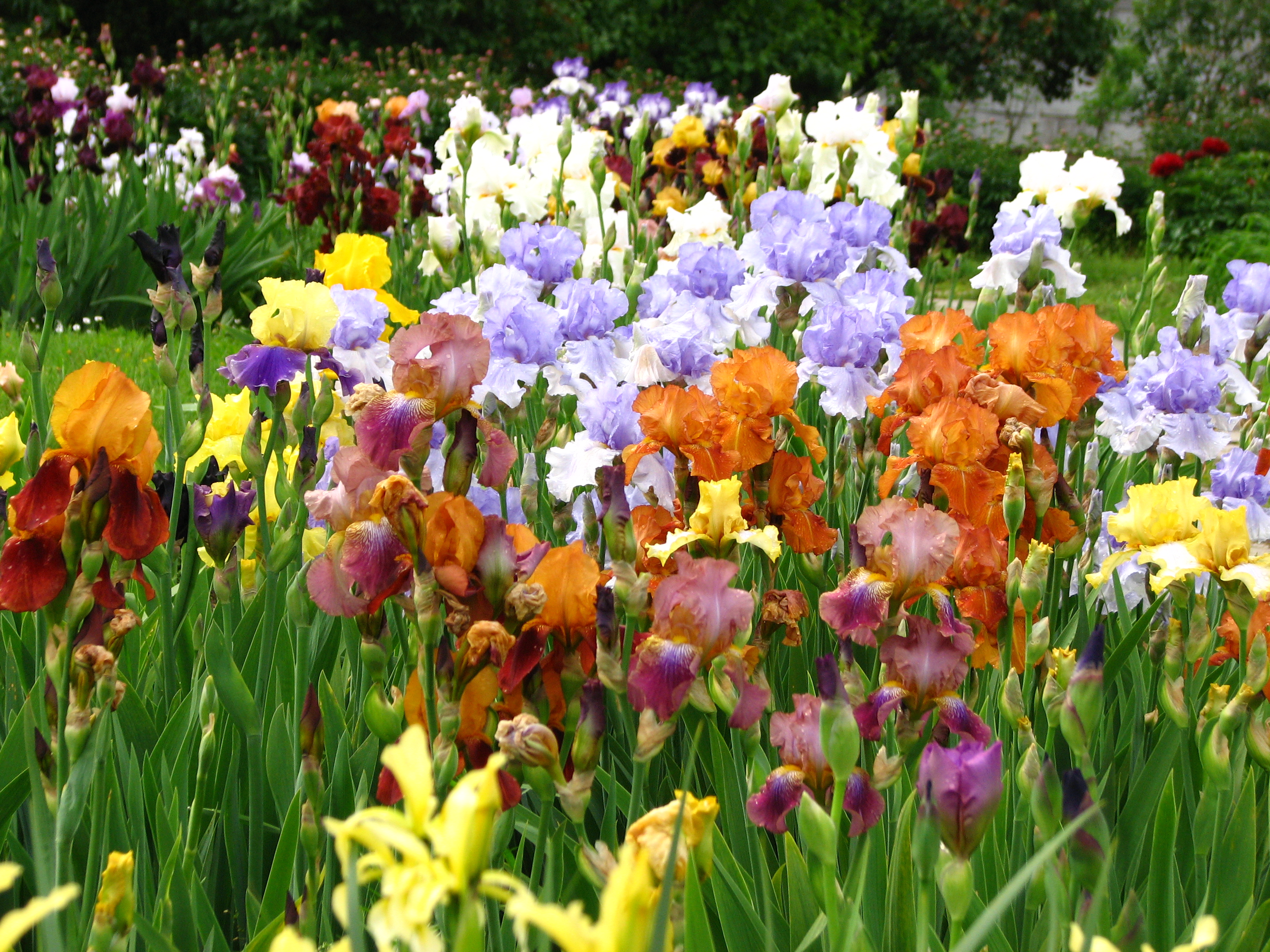 Irises in the Botanical Garden 03