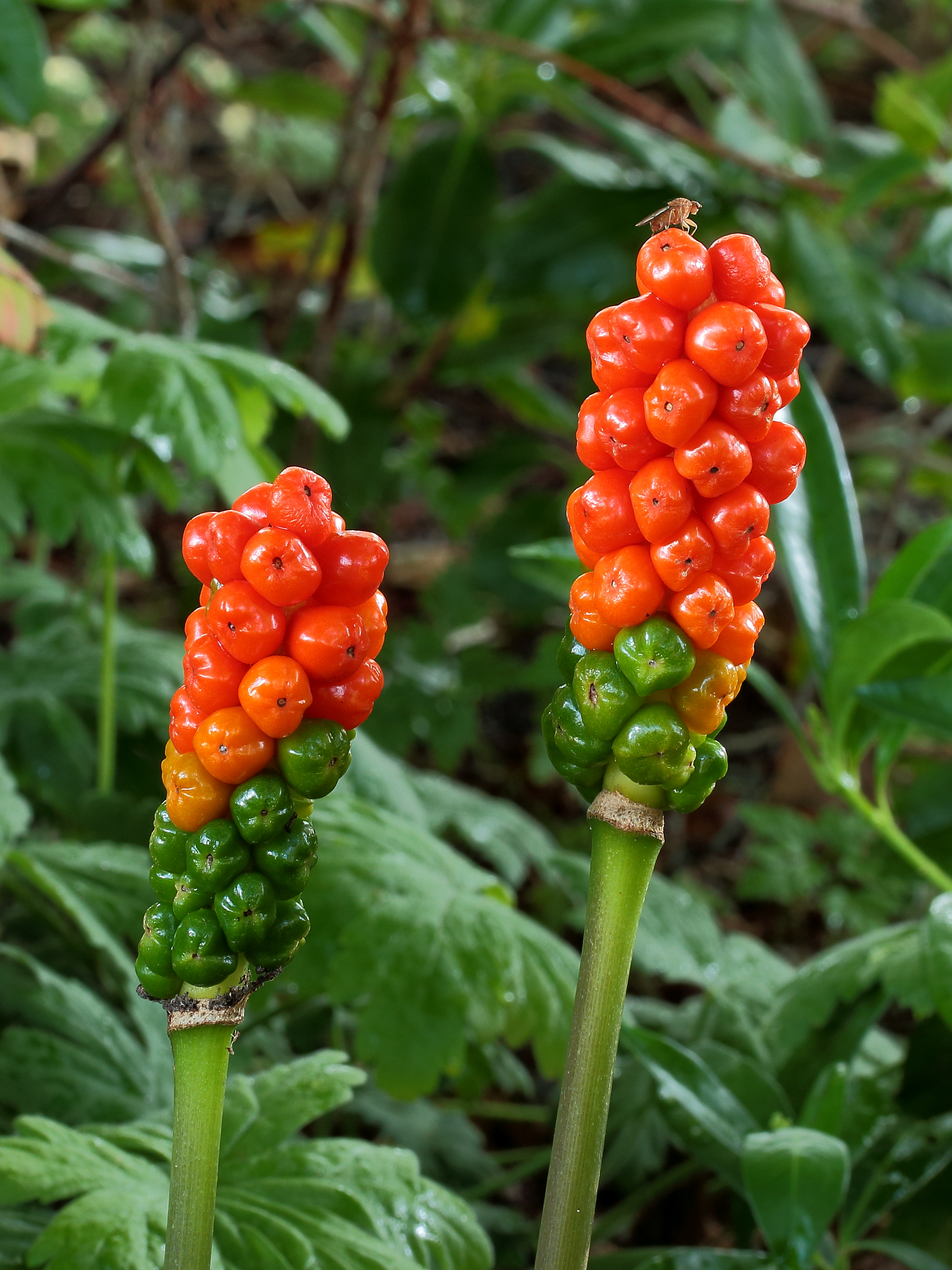 Italiaanse aronskelk (Arum italicum). Locatie, Tuinreservaat Jonkervallei 01