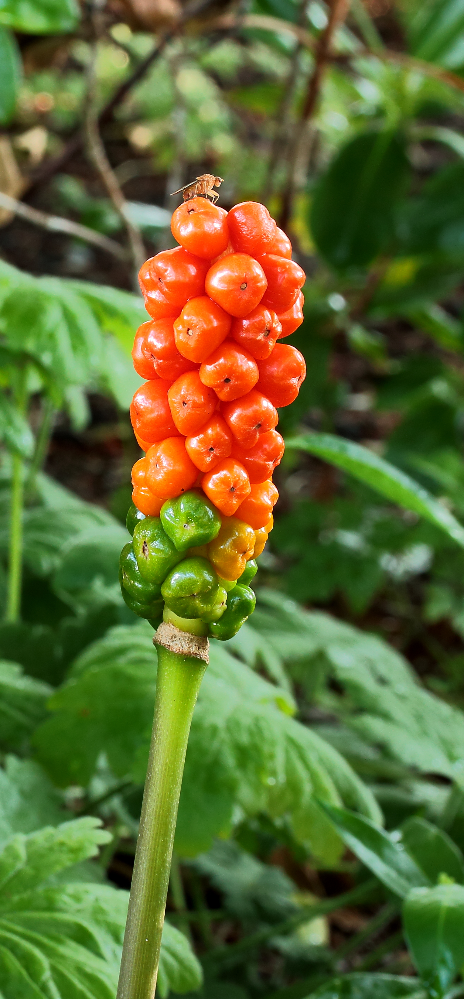 Italiaanse aronskelk (Arum italicum). Locatie, Tuinreservaat Jonkervallei 02