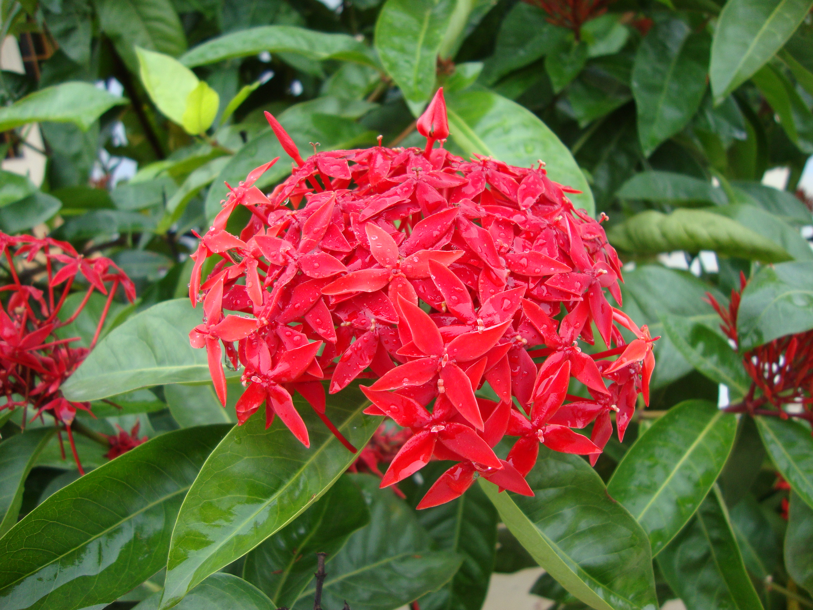 Ixora coccinea 03