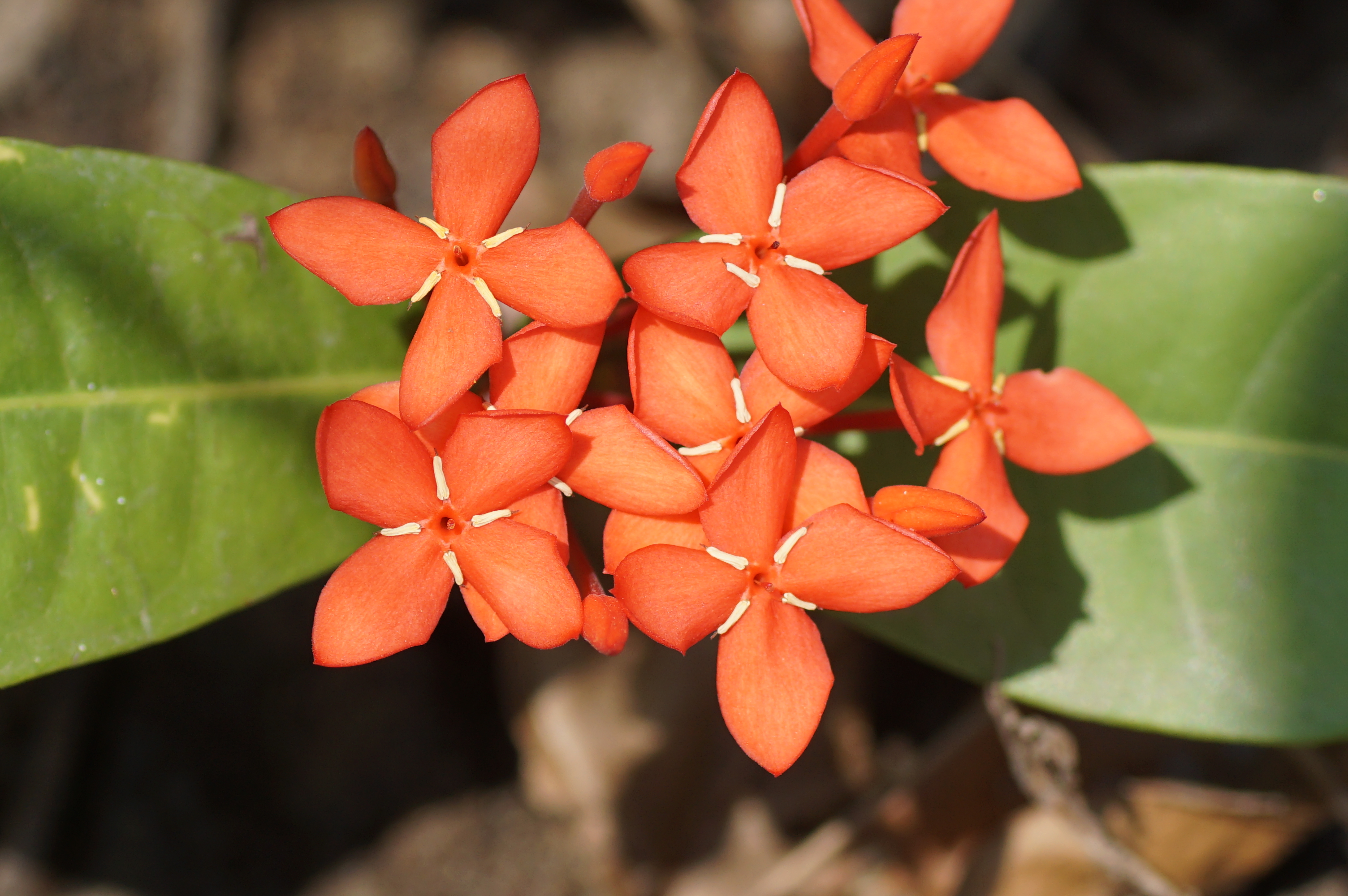 Ixora coccinea 03557