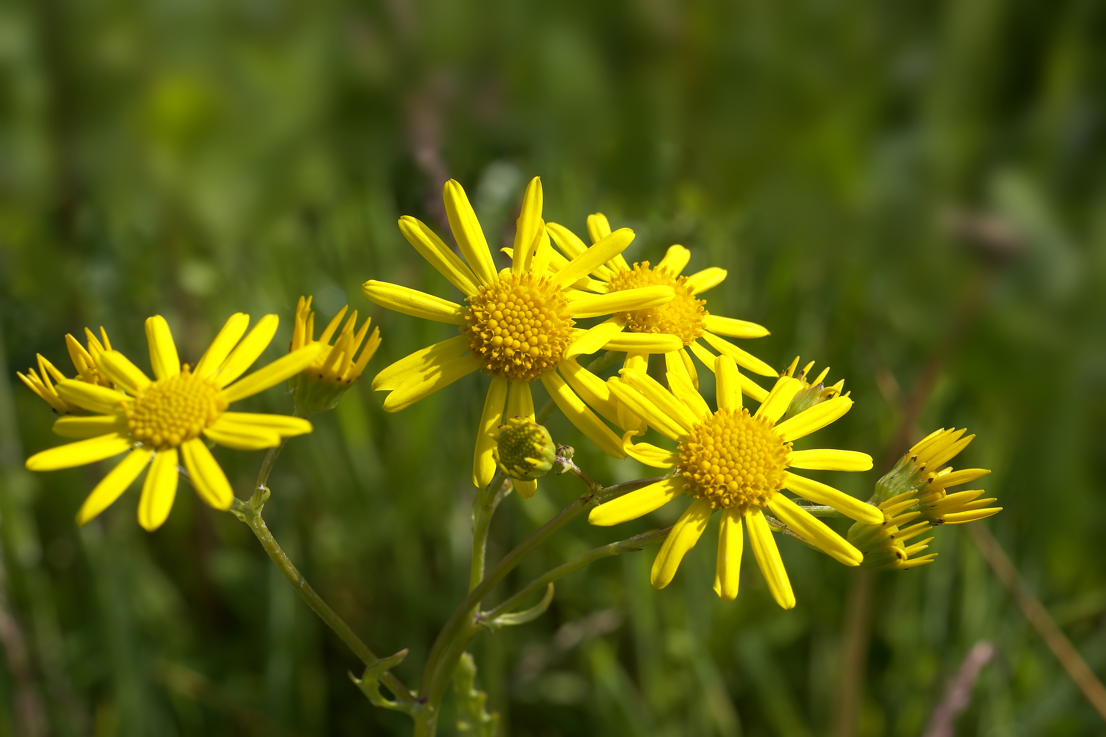 Jacobaea aquatica