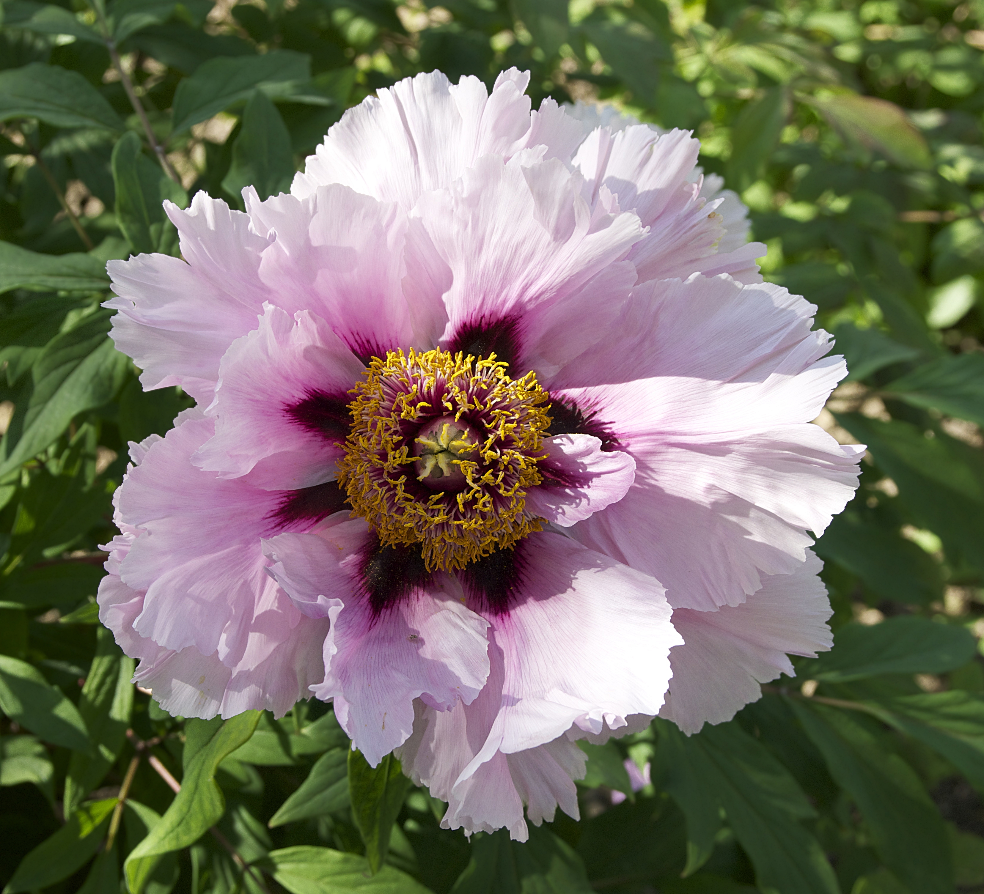 Japanese peony pivoine JdP