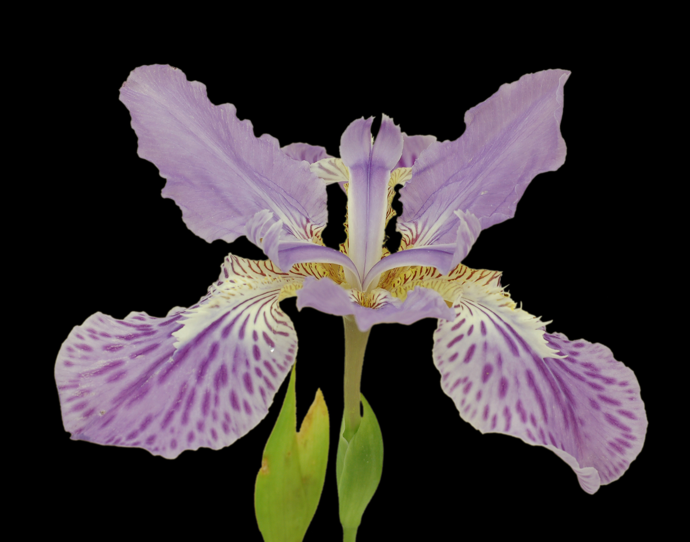 Japanese Roof Iris Iris tectorum 2299px