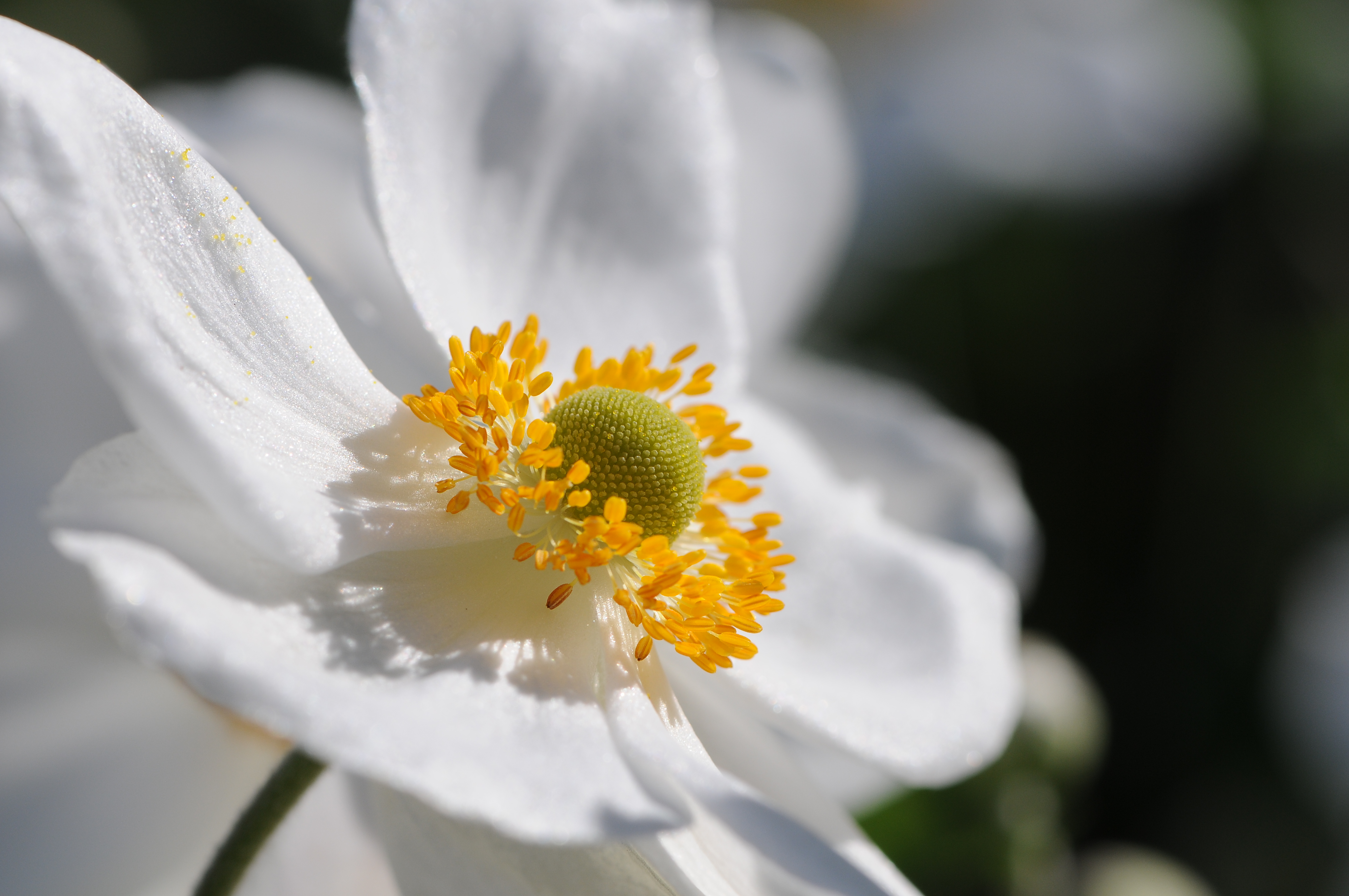 Japanische Herbst Anemone, Anemone hupehensis var japonica 7