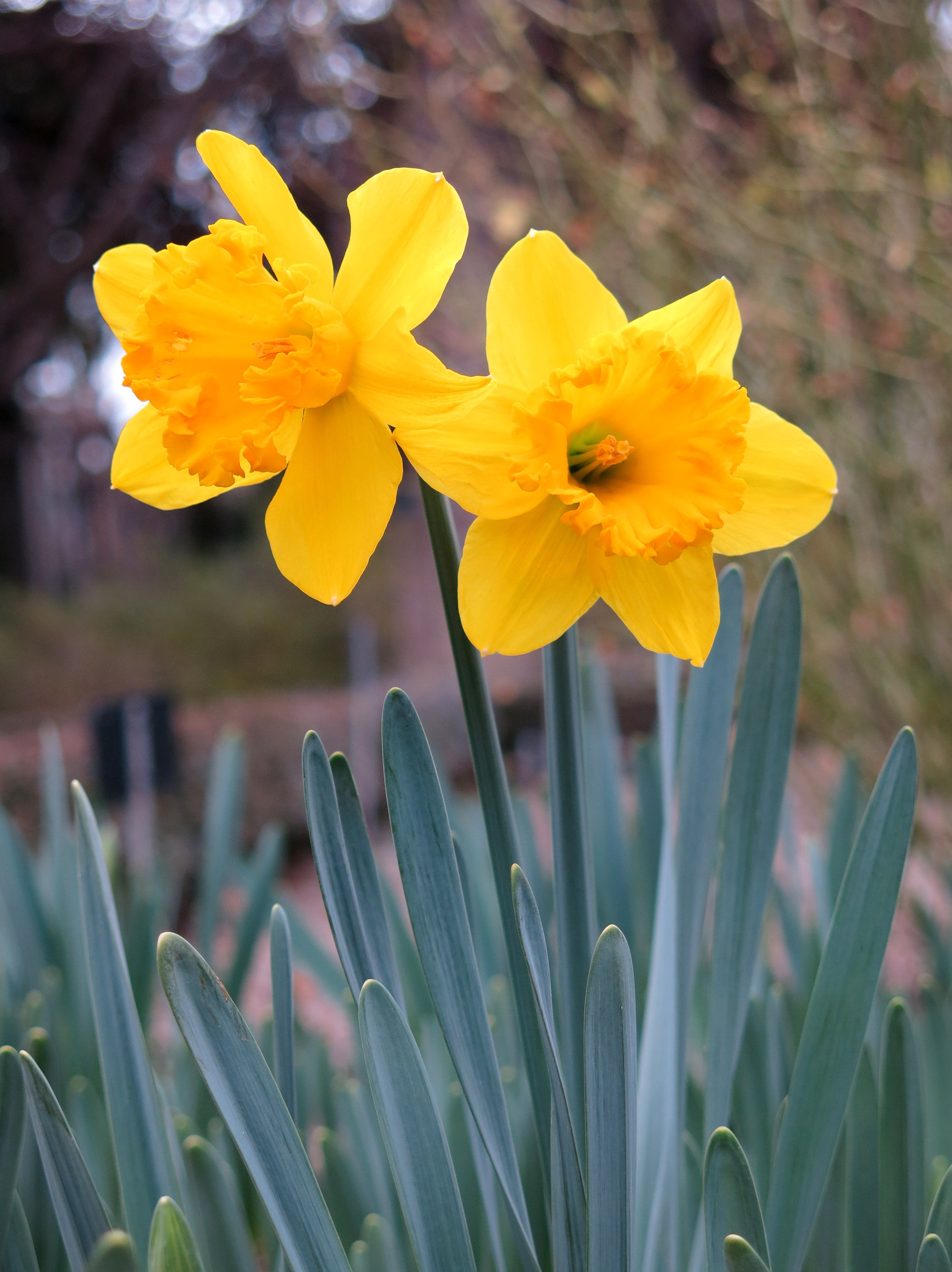 Jardín Botánico de Madrid en febrero- (16674190821)