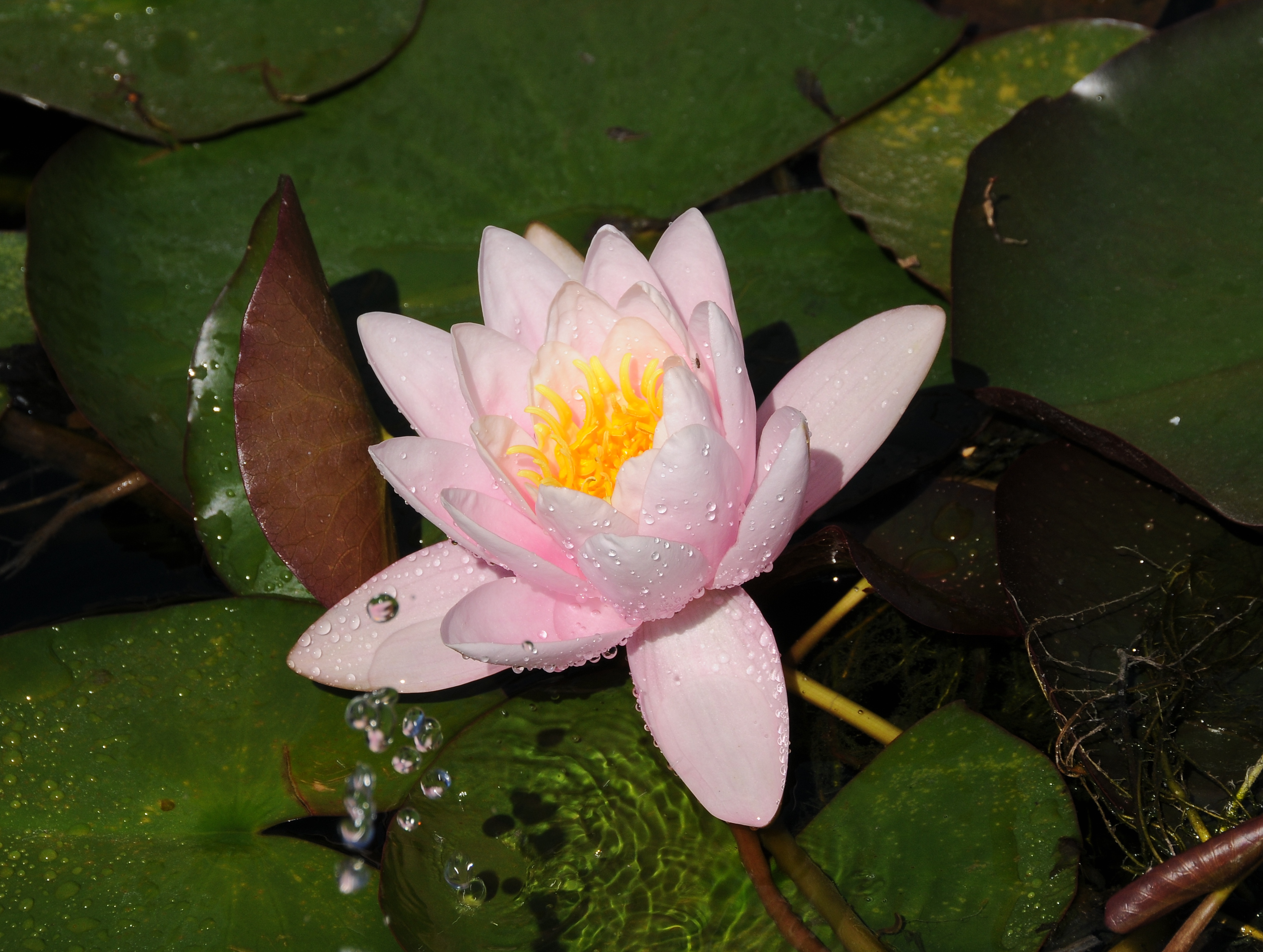 Jardim Botanico do Porto-Nenufar