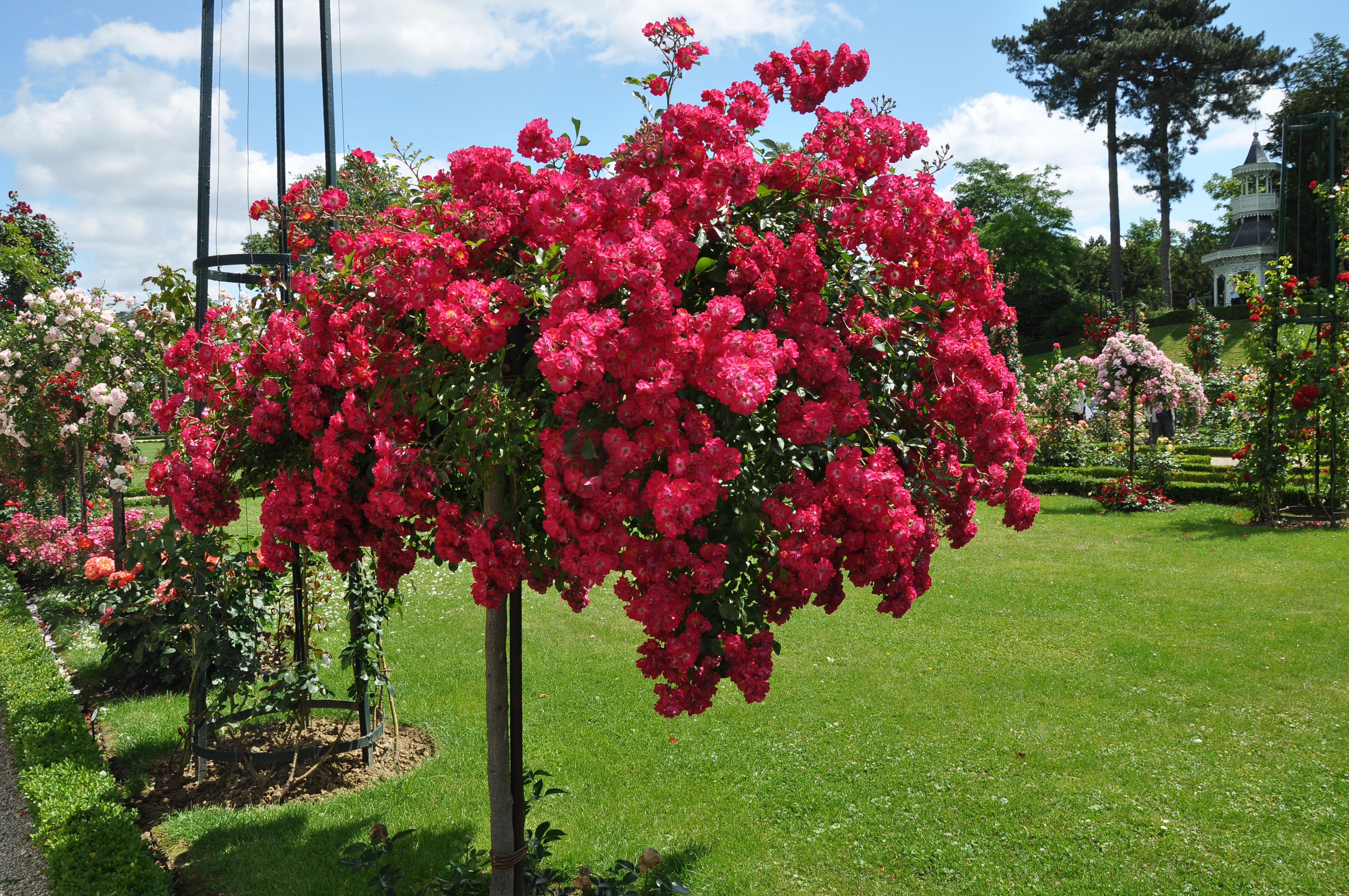 Jardin de Bagatelle Rosa Pollux 001
