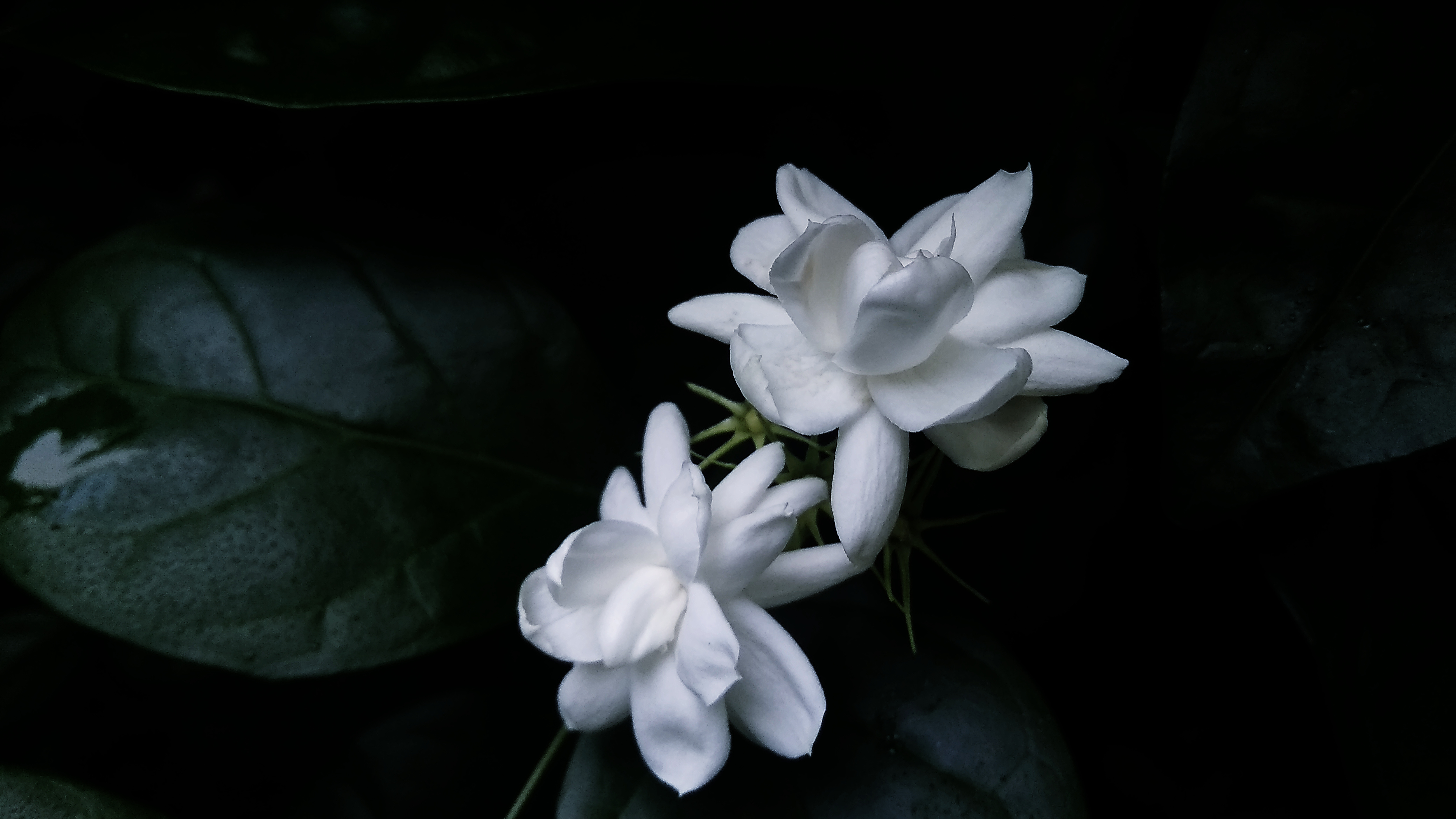 Jasmin at Arikkad