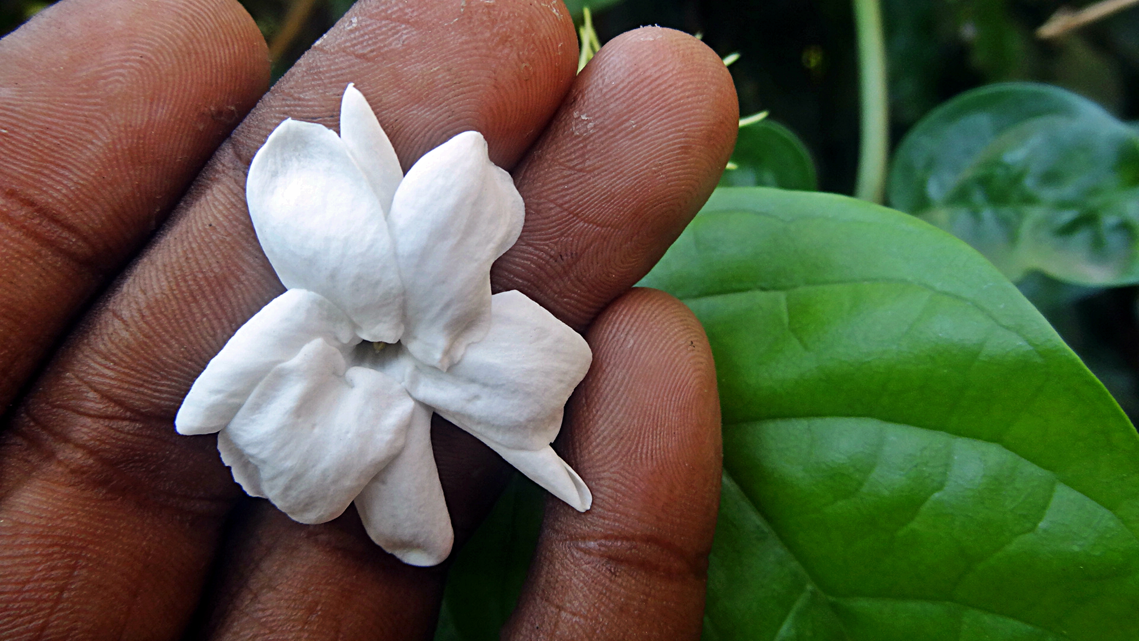 Jasmine flower in hand
