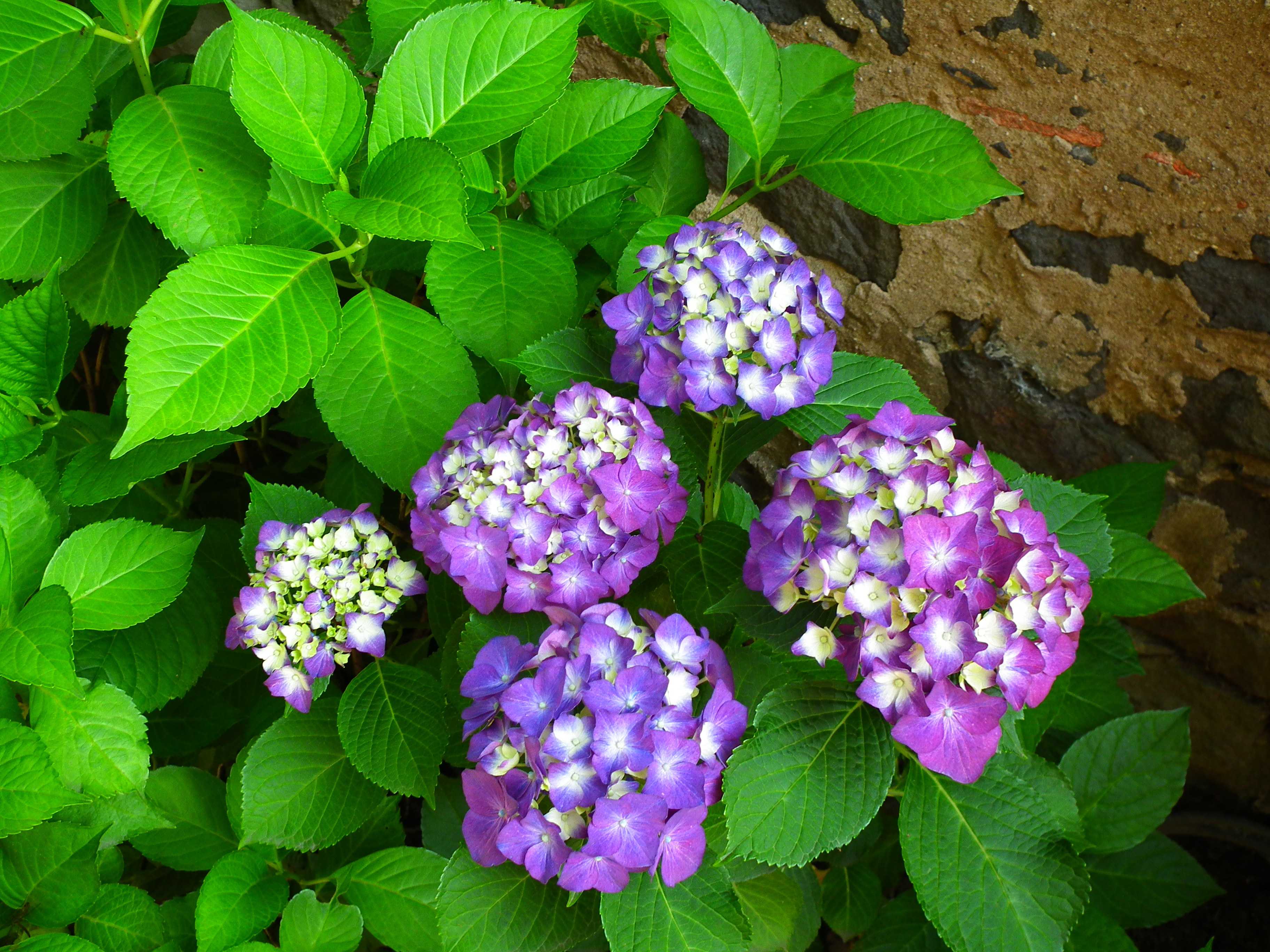 Juni 2012 Bauernhortensie blau