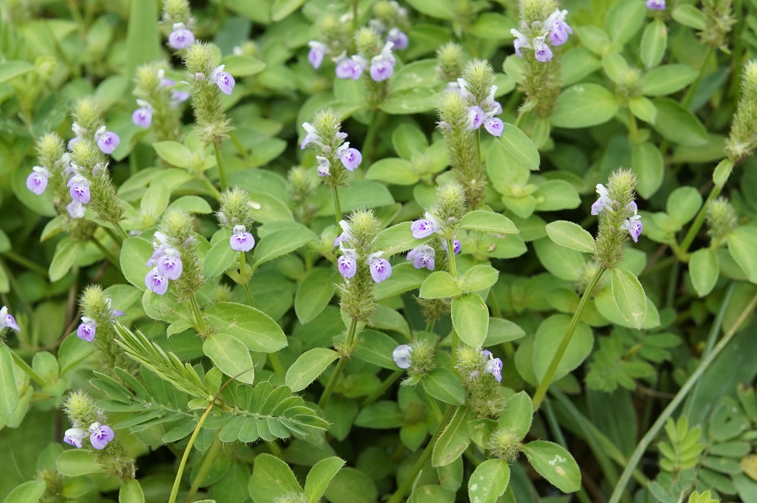Justicia japonica 0070