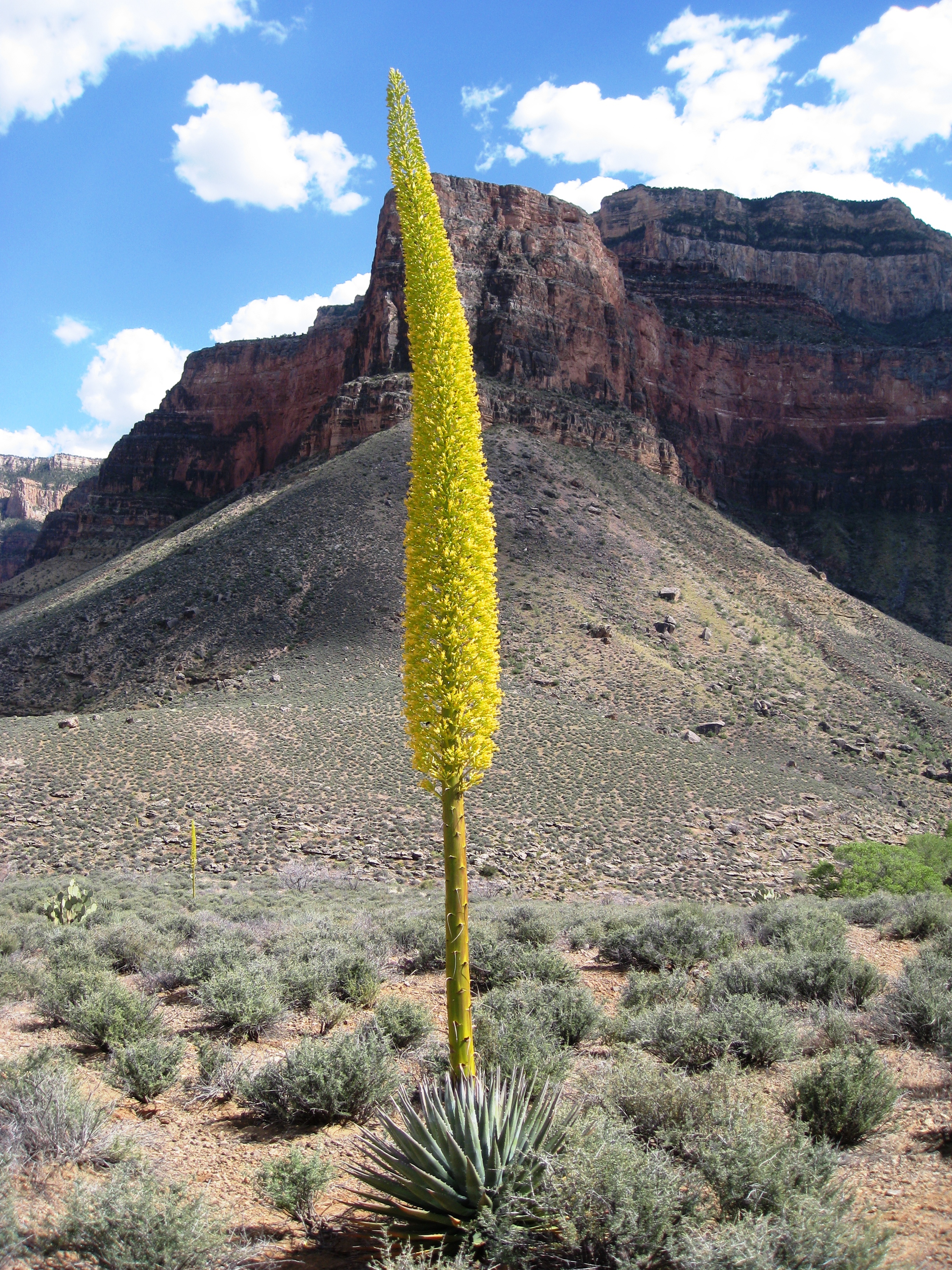 Kaibab agave on Tonto Platform