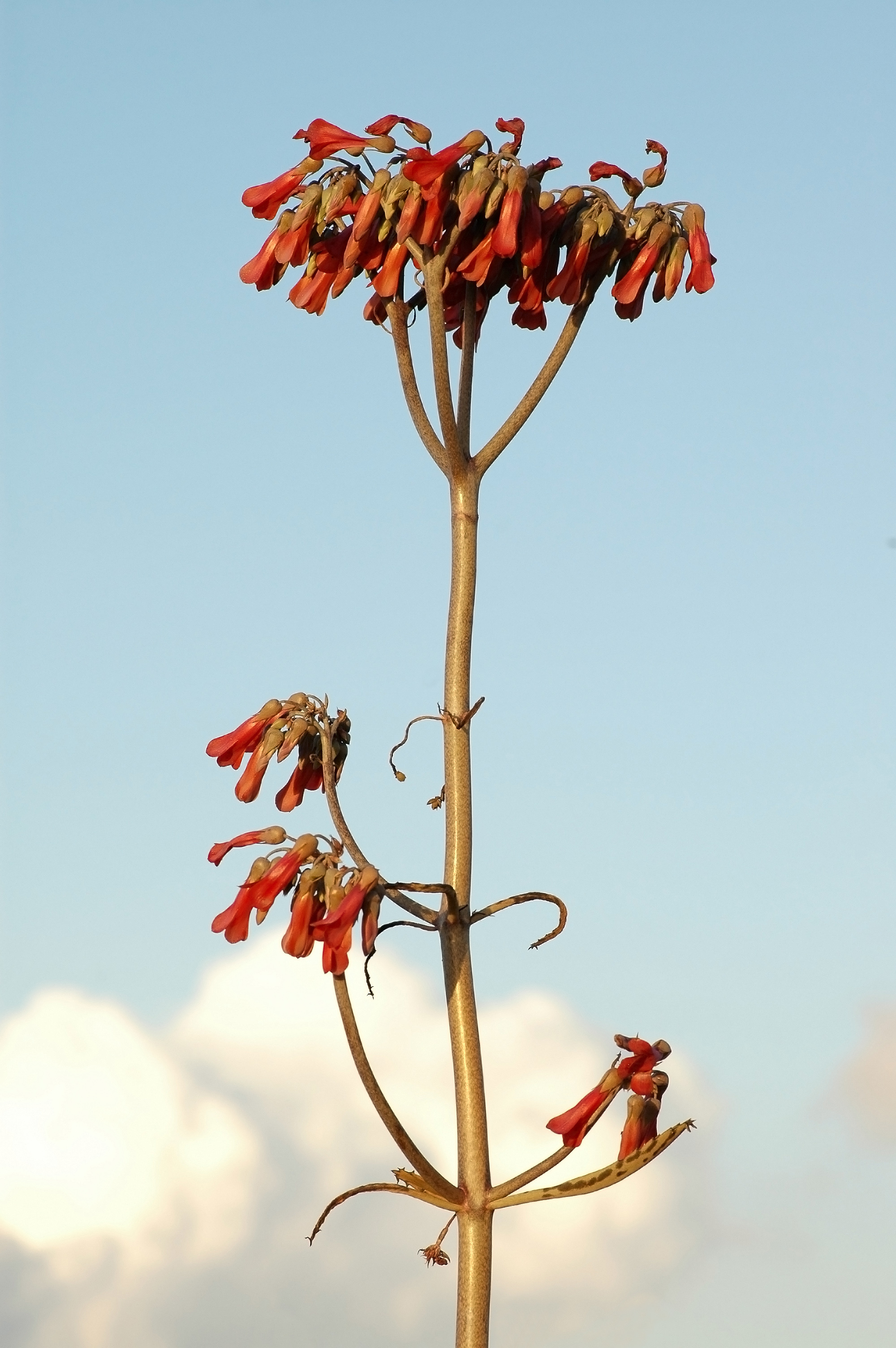 Kalanchoe daigremontiana flowers