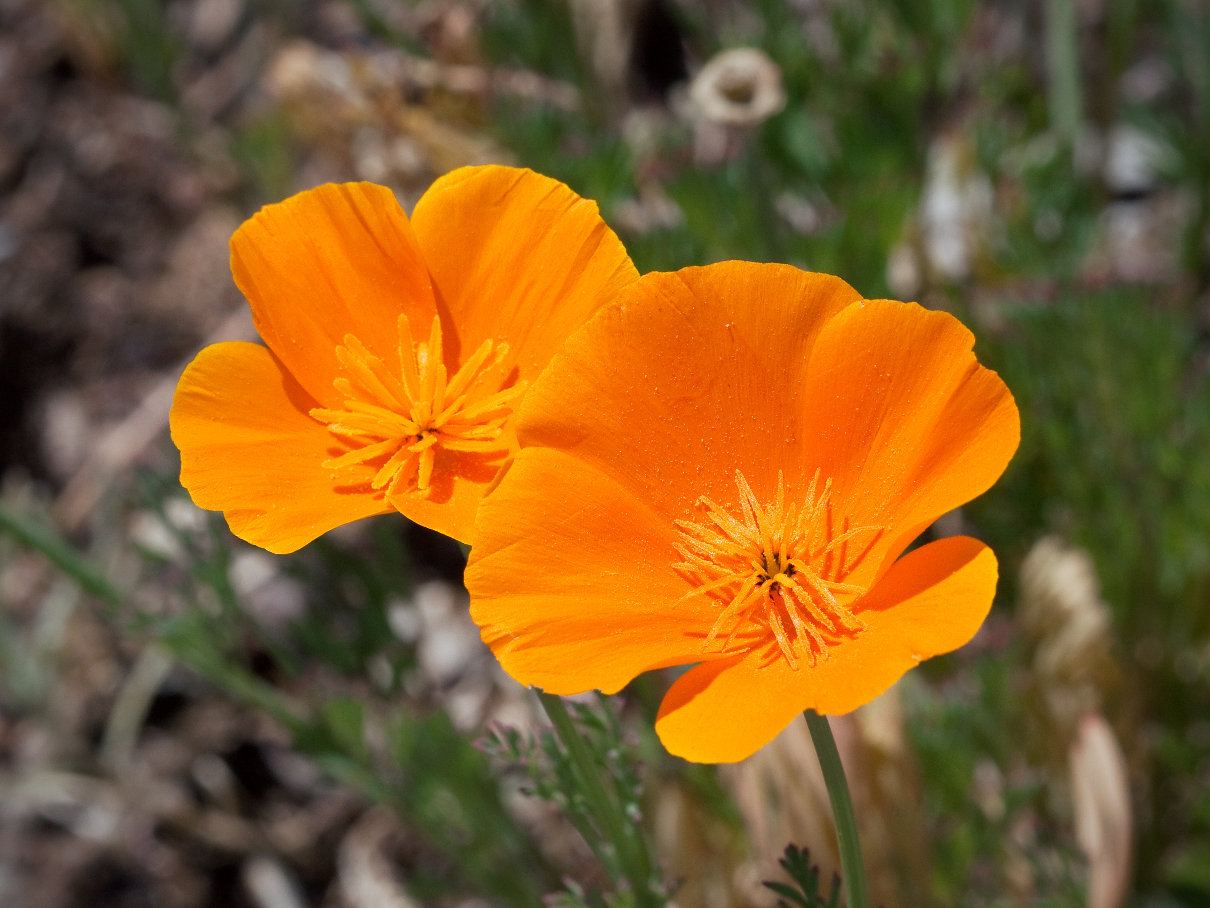 Kaldari Eschscholzia californica 02